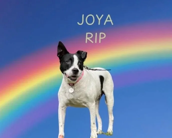 A dog with black and white fur standing in front of a rainbow with a blue sky background. Text above reads 'JOYA RIP'.