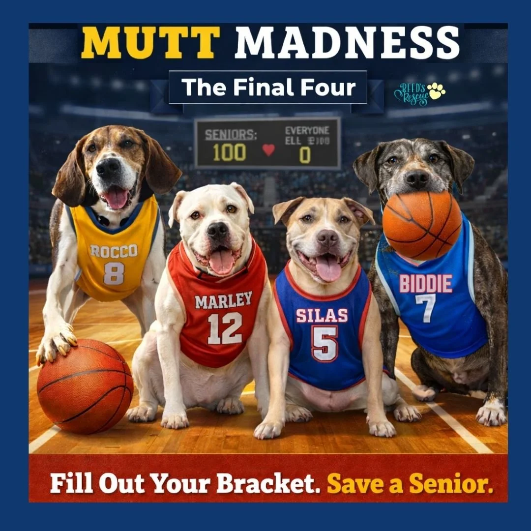 Mutt Madness
