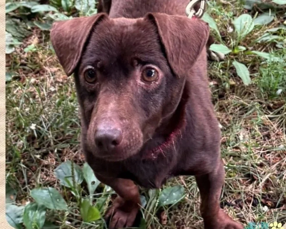 A brown dog named Colby with expressive eyes and a slightly dirty face, standing outdoors on grass and plants.