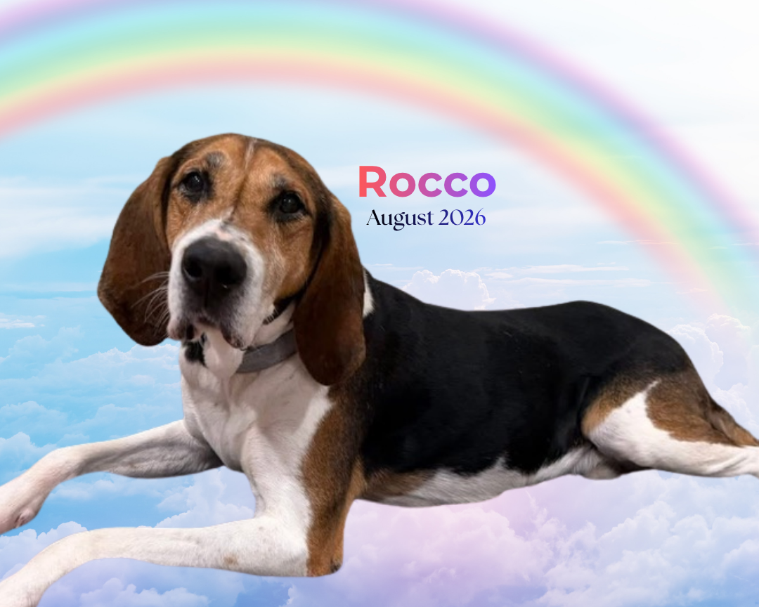 A beagle dog lying on clouds against a rainbow and blue sky background with the text 'Rocco August 2026'.