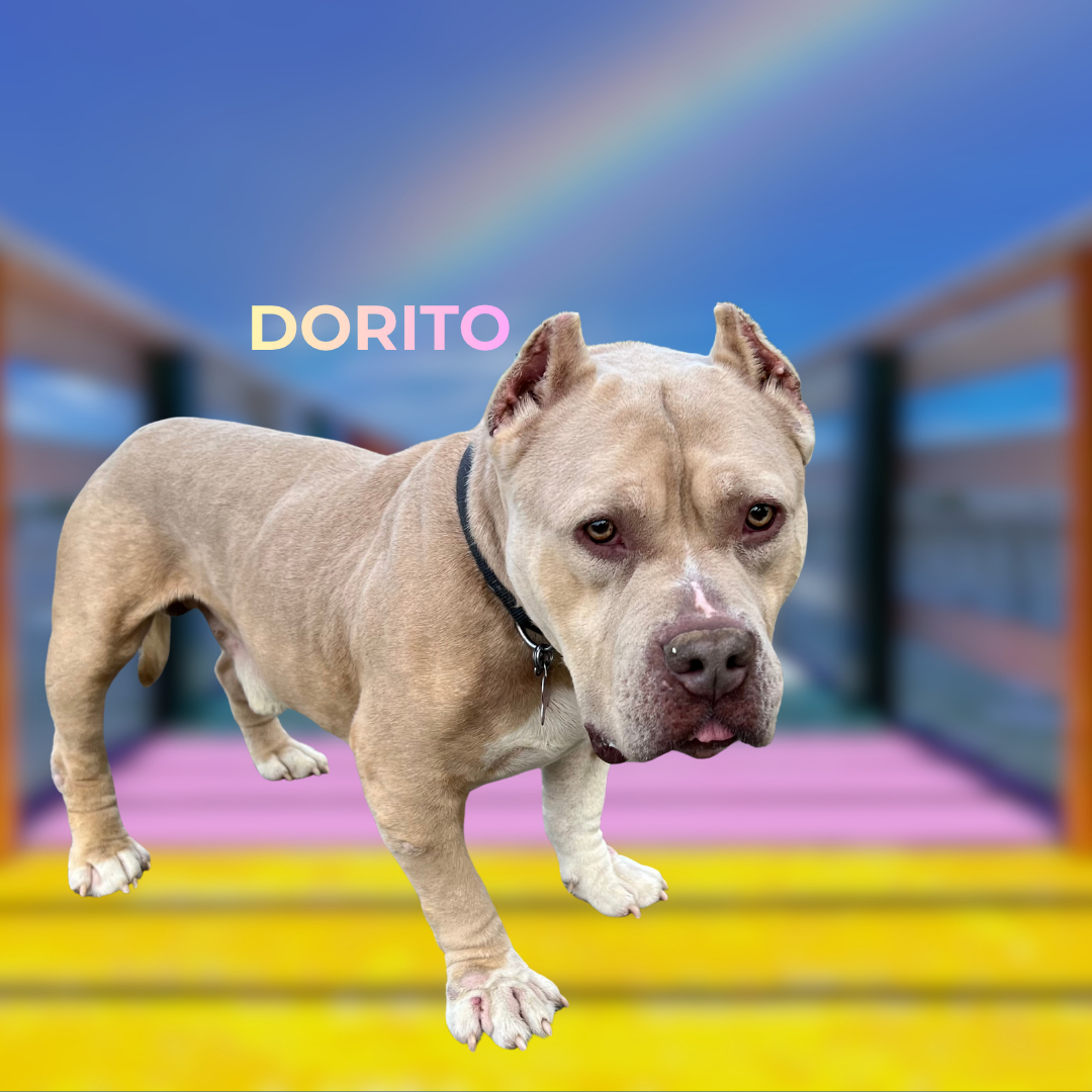 A light-colored pitbull dog standing on a pink, yellow, and purple surface with a wooden fence and a rainbow in the background. The name 'DORITO' is written in pastel-colored letters in the sky.