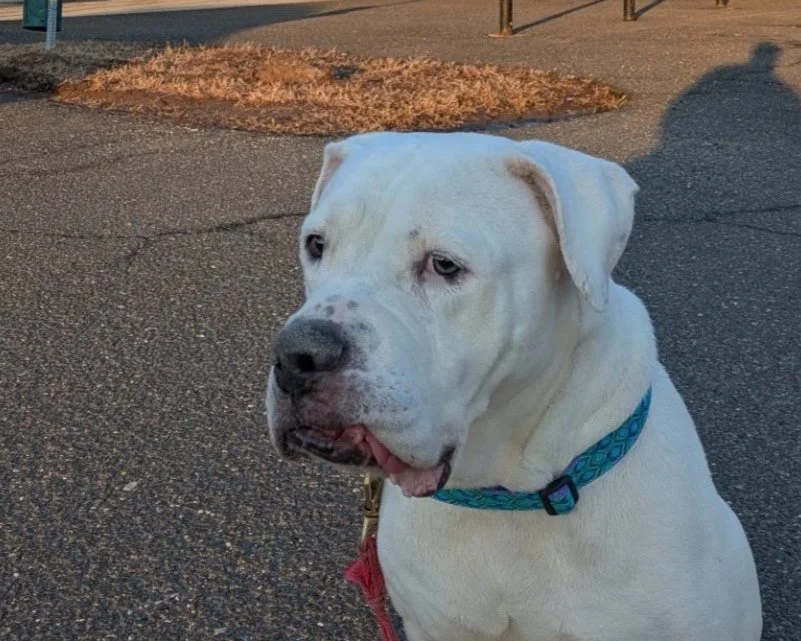 Close-up of a white dog with a black nose, wearing a yellow bandana and red harness outdoors on green grass, with trees and blue sky in the background.
