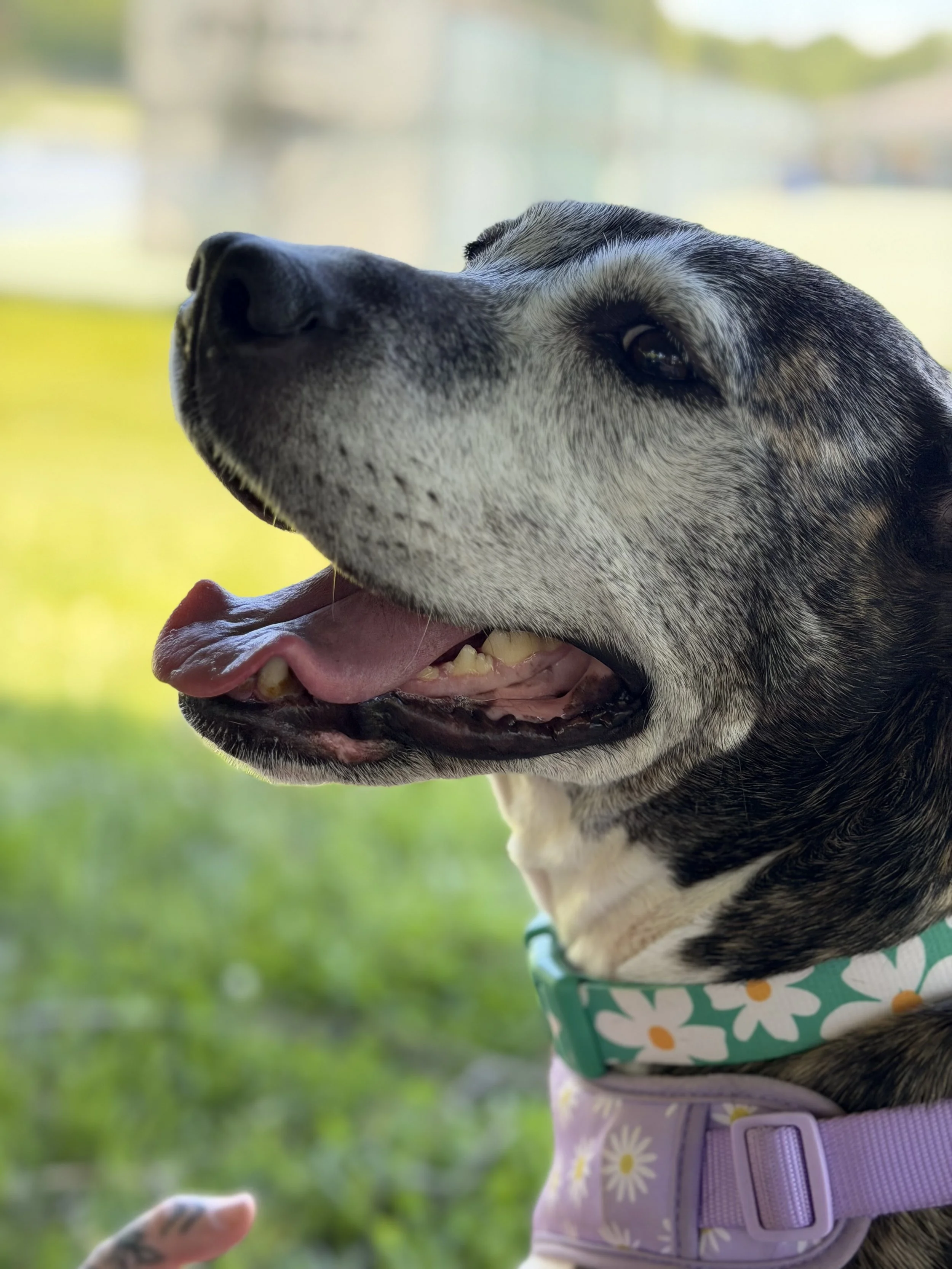 A brindle and white dog sitting on a blanket with cartoon dog faces, indoors on a beige carpet.