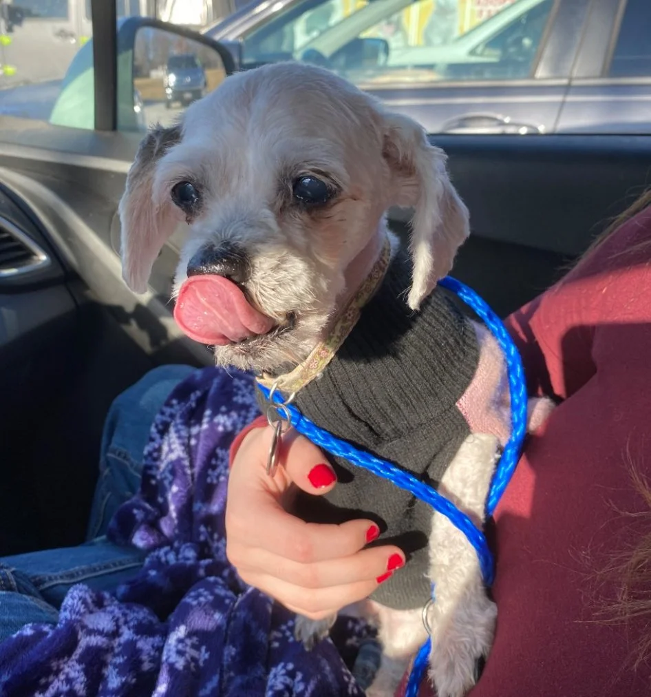 A small dog with light-colored fur, wearing a black sweater, sitting on someone's lap inside a vehicle. The dog is licking its nose and has a blue leash attached to its collar. The person's hand, with red-painted nails, is gently holding the dog.