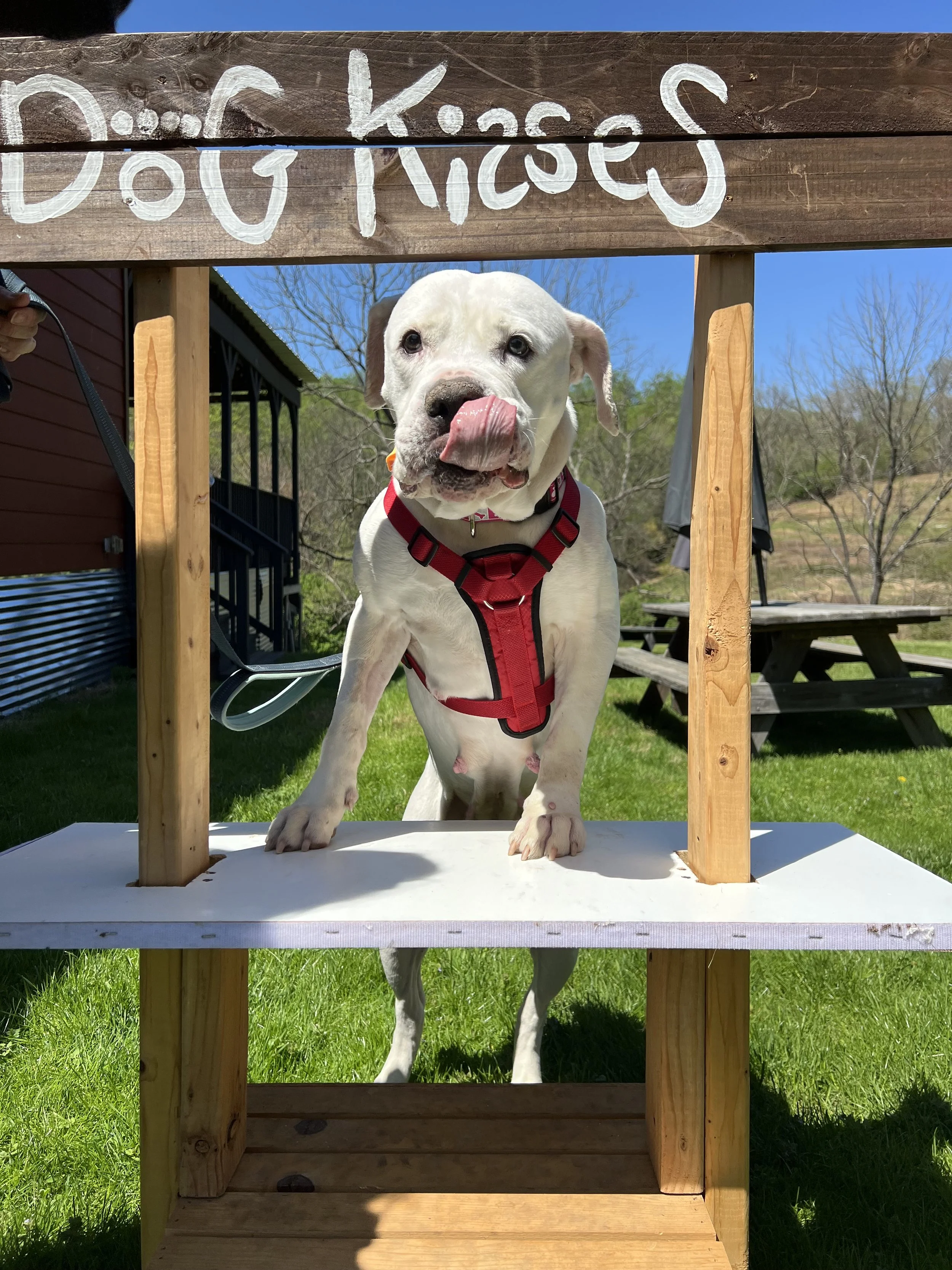 Close-up of a white dog with a black nose, wearing a yellow bandana and red harness outdoors on green grass, with trees and blue sky in the background.