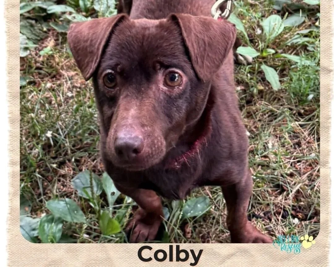 A brown dog named Colby with expressive eyes and a slightly dirty face, standing outdoors on grass and plants.