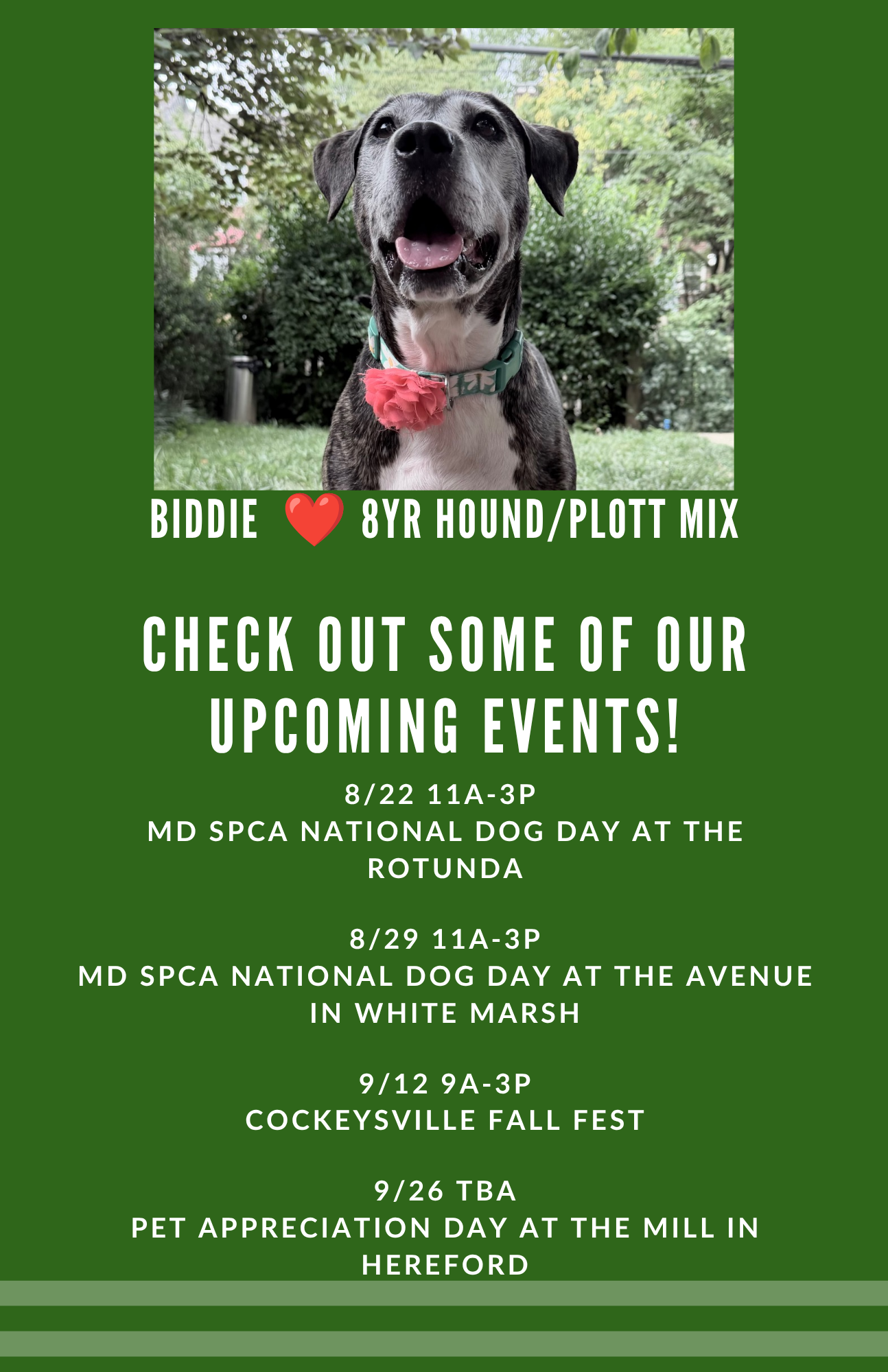 A flyer advertising upcoming events for a dog rescue organization. The top half features a photo of a happy, brindle-colored dog with a pink flower collar in a garden setting. Below are details of various events, including dates, times, and descriptions, with a green background and white text.