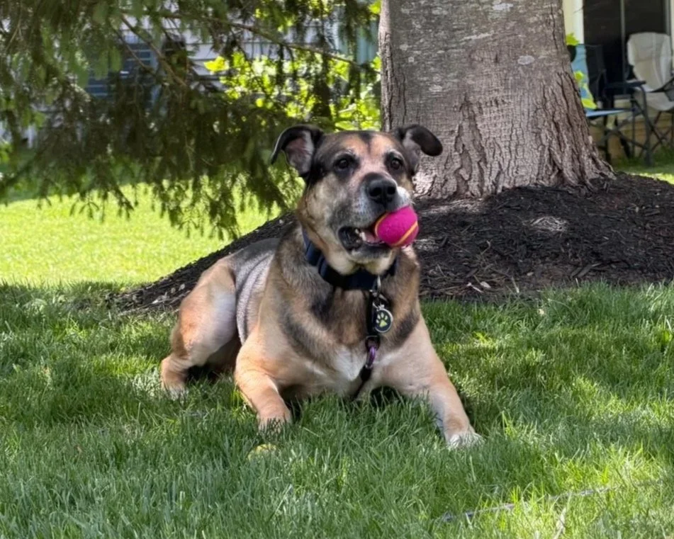 A happy brindle and black dog with one ear up and one ear down, lying on grass with fallen leaves, at an outdoor event with tents and people in the background.