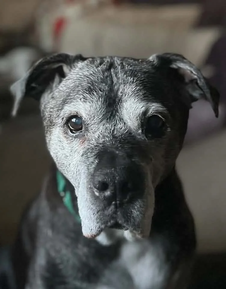 A gray and black spotted dog standing on green grass, looking directly at the camera.