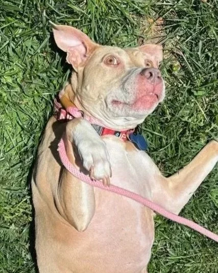 A tan dog with green eyes lying on a gray couch with a red cushion and a pink textured pillow in the background.