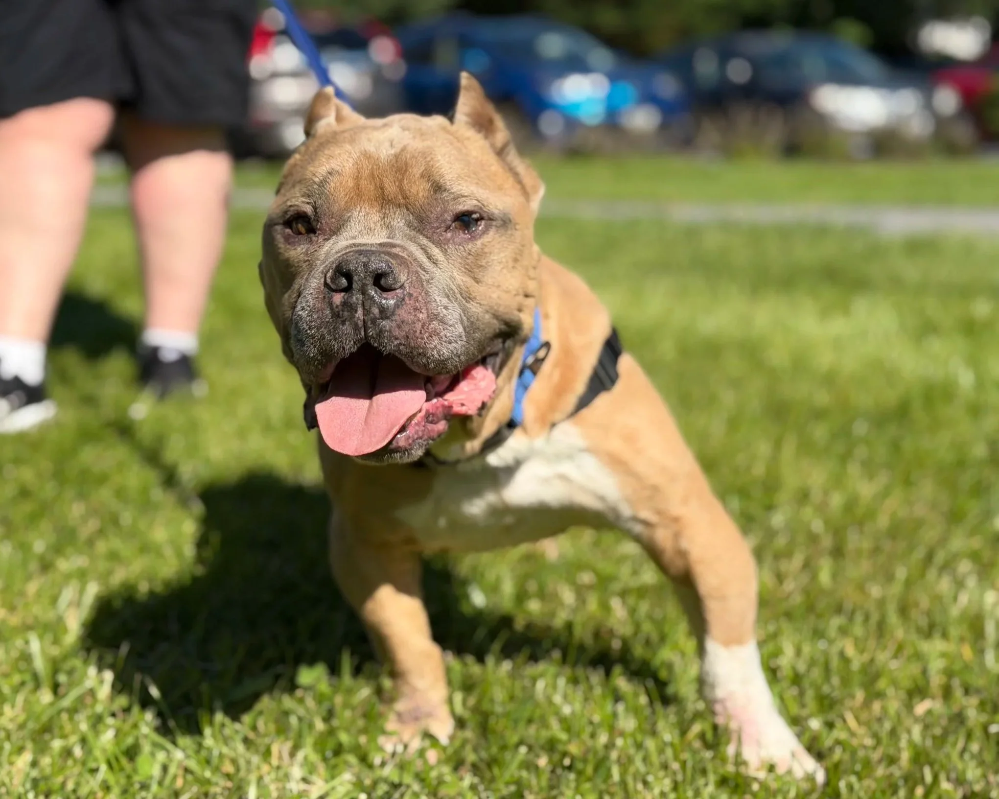 Close-up of a happy bulldog wearing a blue harness, with a person petting its head outdoors on a sunny day, green trees in the background.