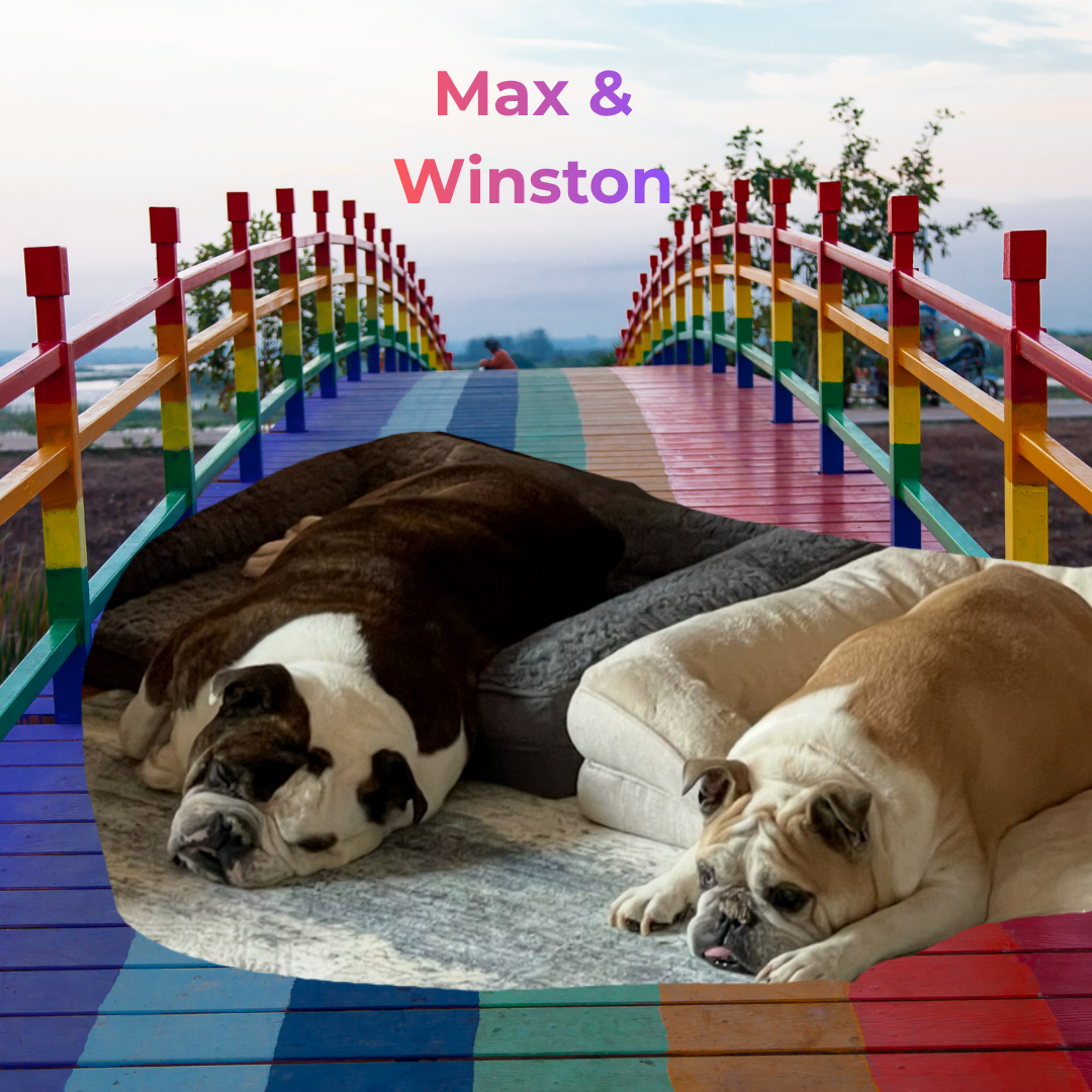 Two bulldogs, one black and white and one tan, resting on beds on a colorful rainbow wooden bridge leading to a sunset sky.