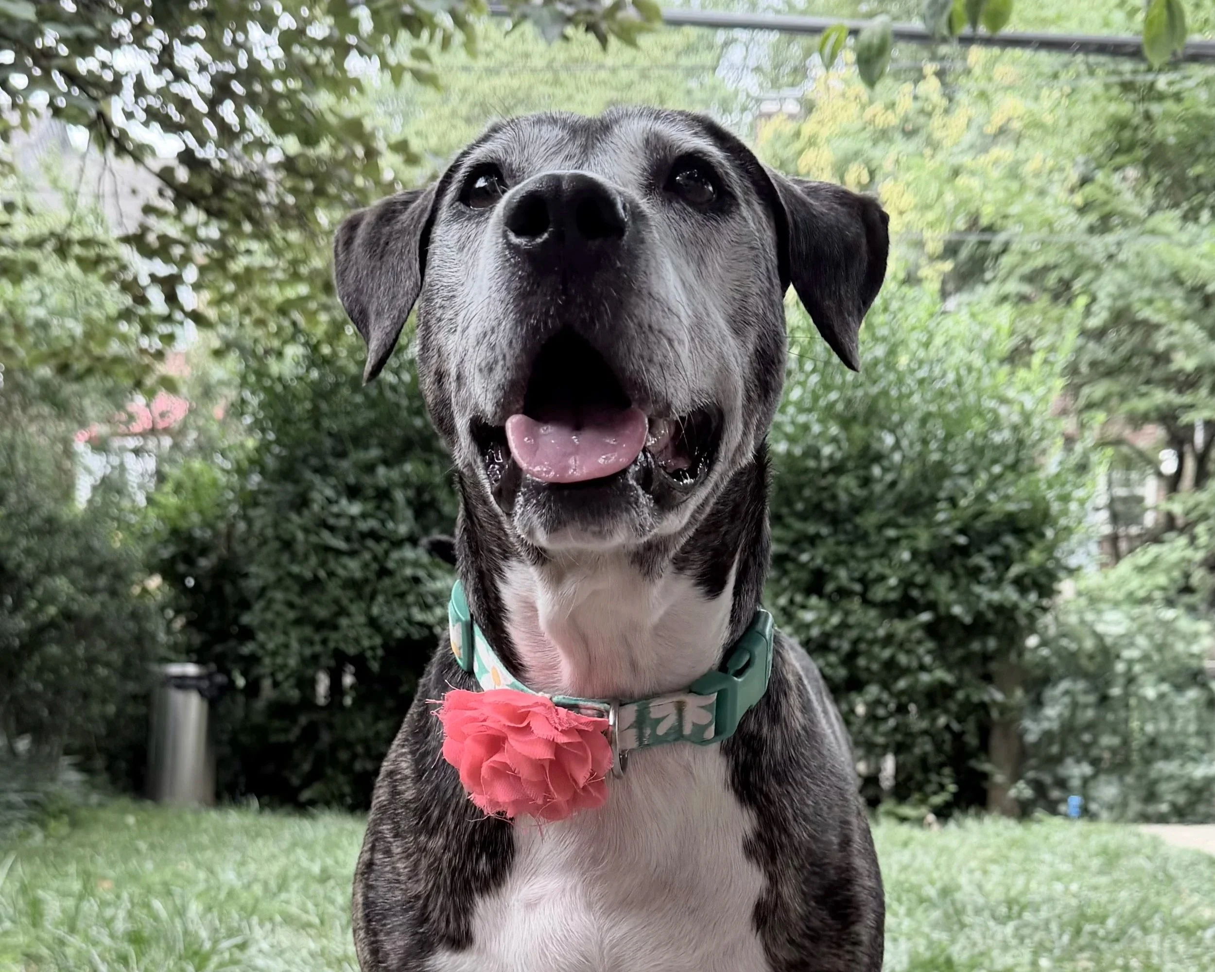 A brindle and white dog sitting on a blanket with cartoon dog faces, indoors on a beige carpet.
