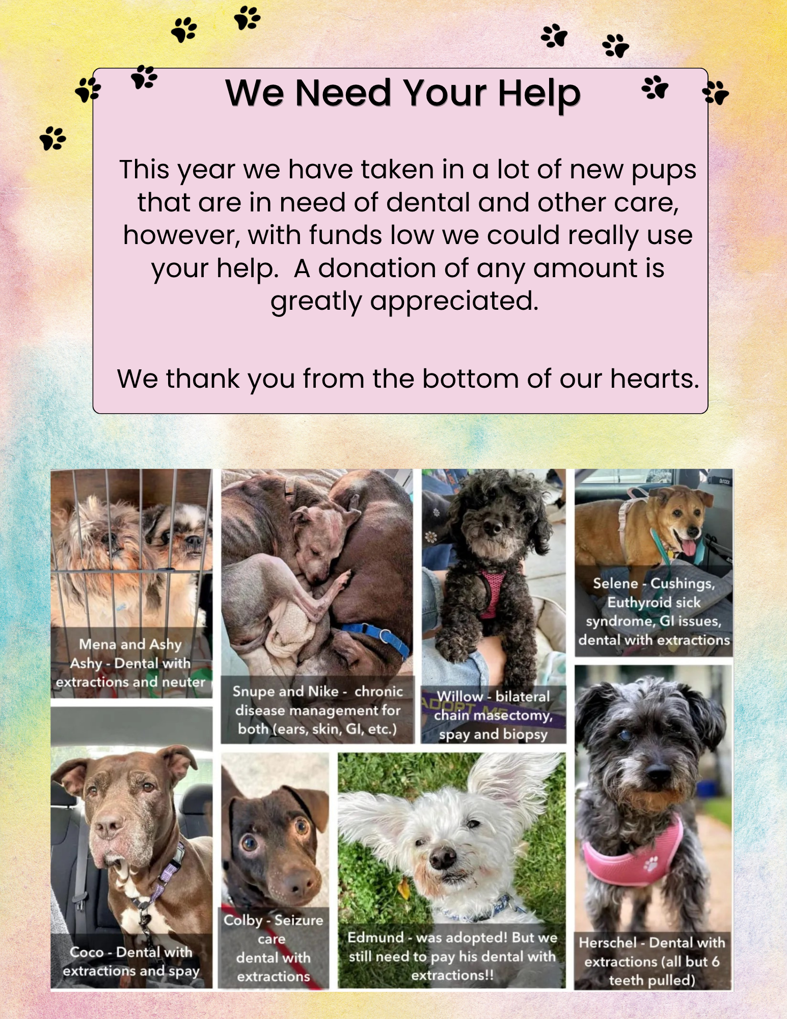 Collage of photos of dogs with text overlay promoting a dog rescue and veterinary fundraising campaign. Each photo features a different dog with captions about their health and rescue stories.