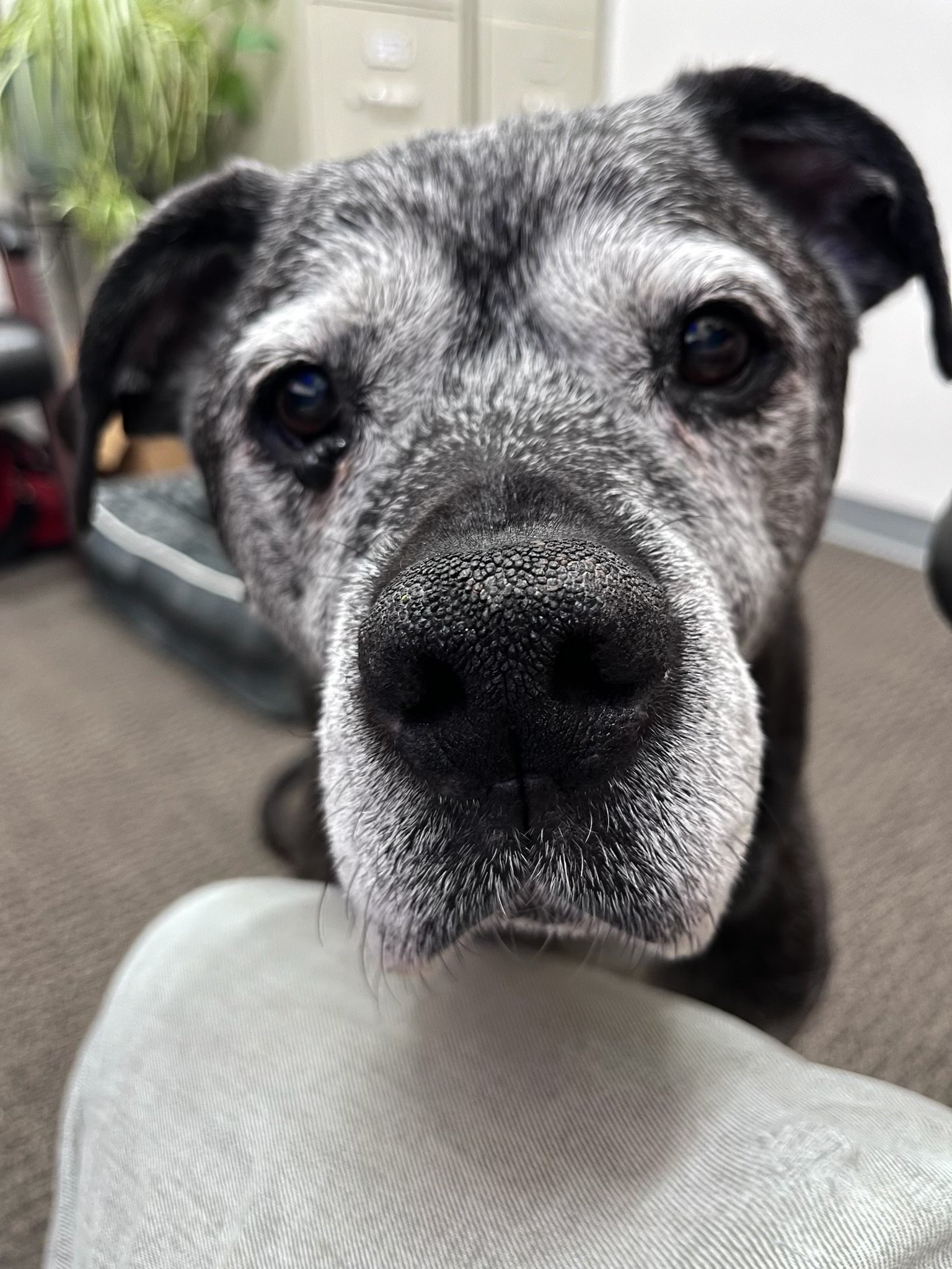 A gray and black spotted dog standing on green grass, looking directly at the camera.