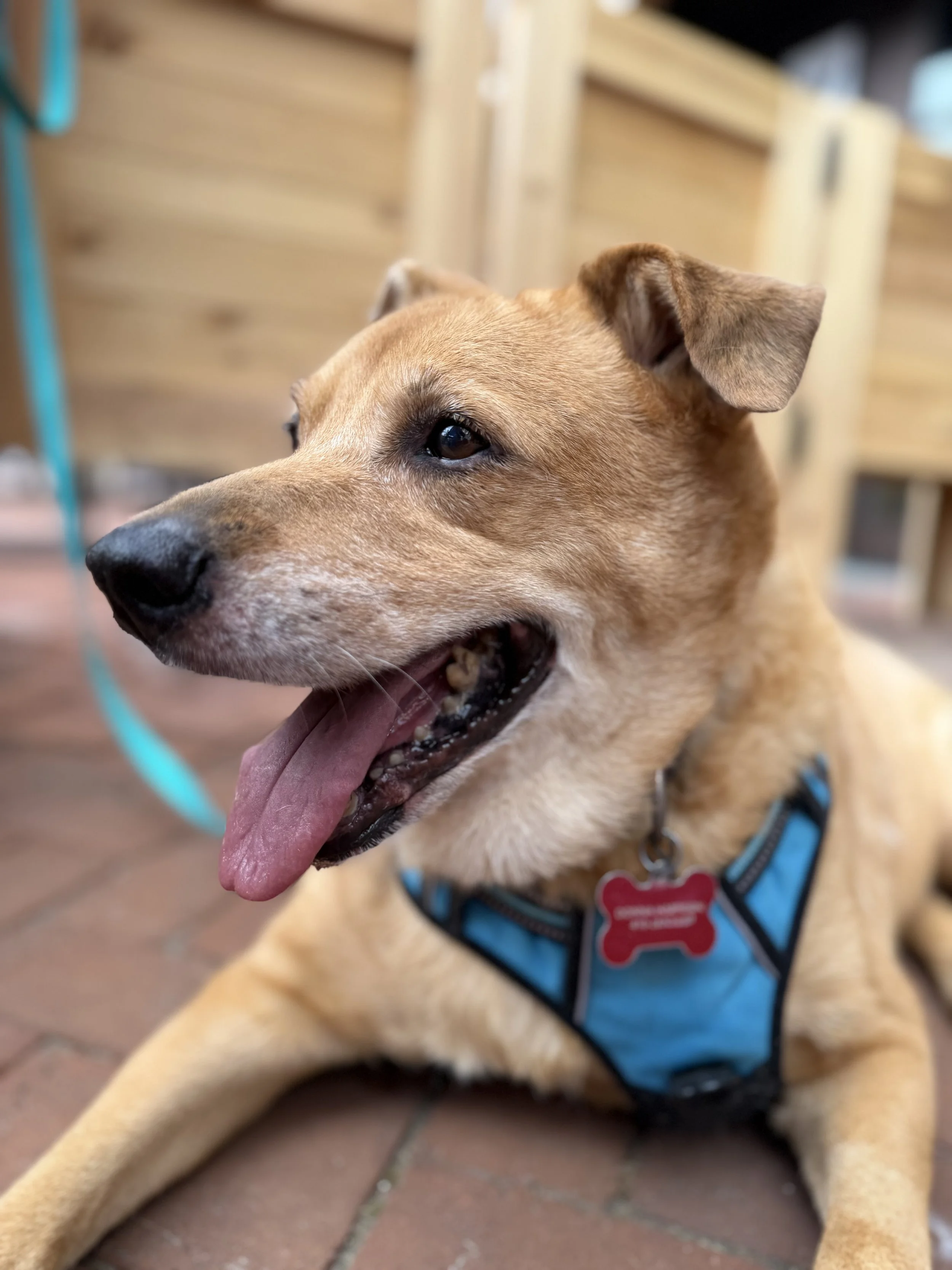 A happy, tan-colored dog with a black collar and a pink bone-shaped tag sitting on green grass with trees and bushes in the background.