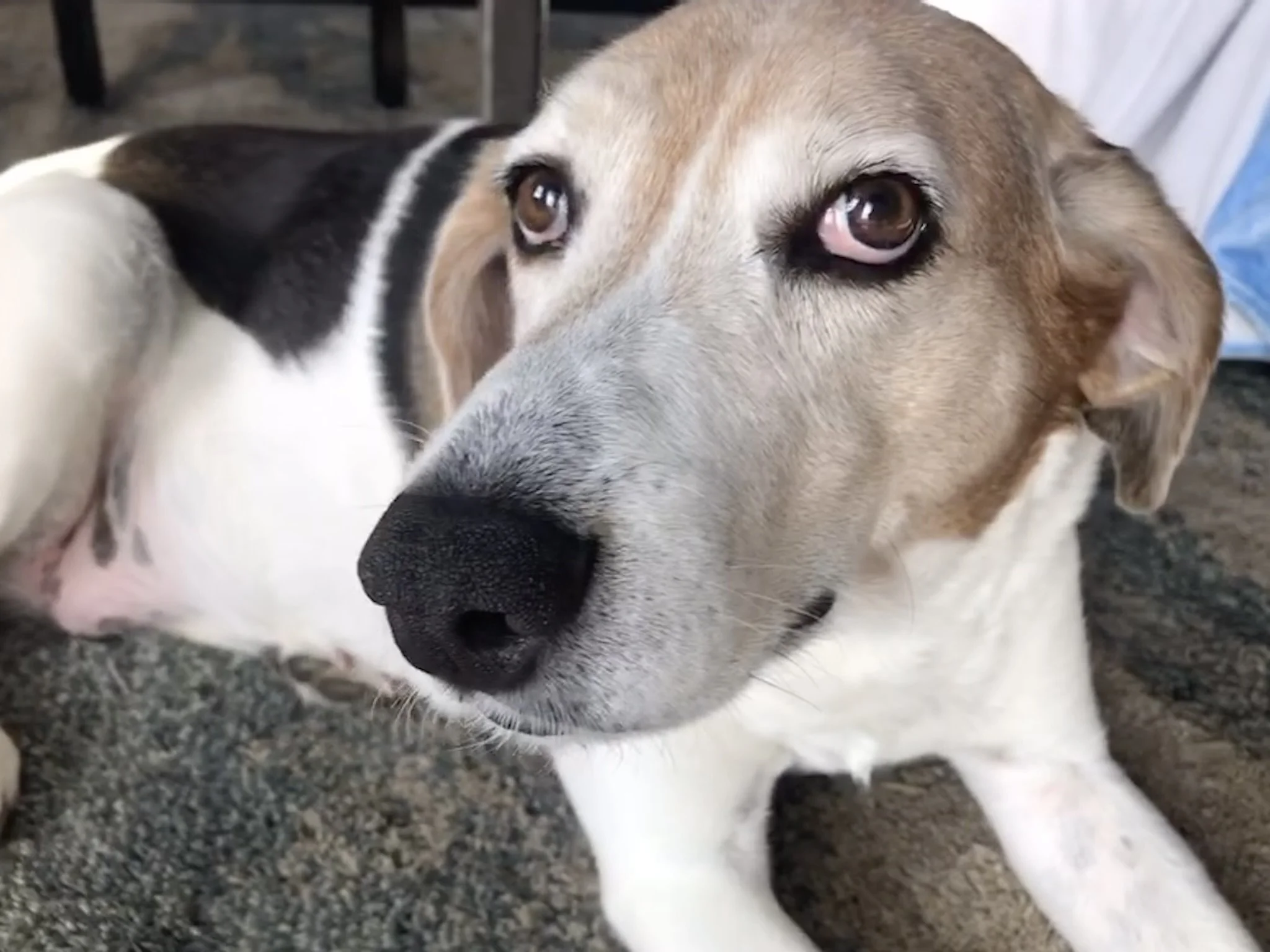 A beagle dog with a tricolor coat of white, black, and brown, standing outdoors on grass and looking to the right. The dog is wearing a purple collar and a beige leash.