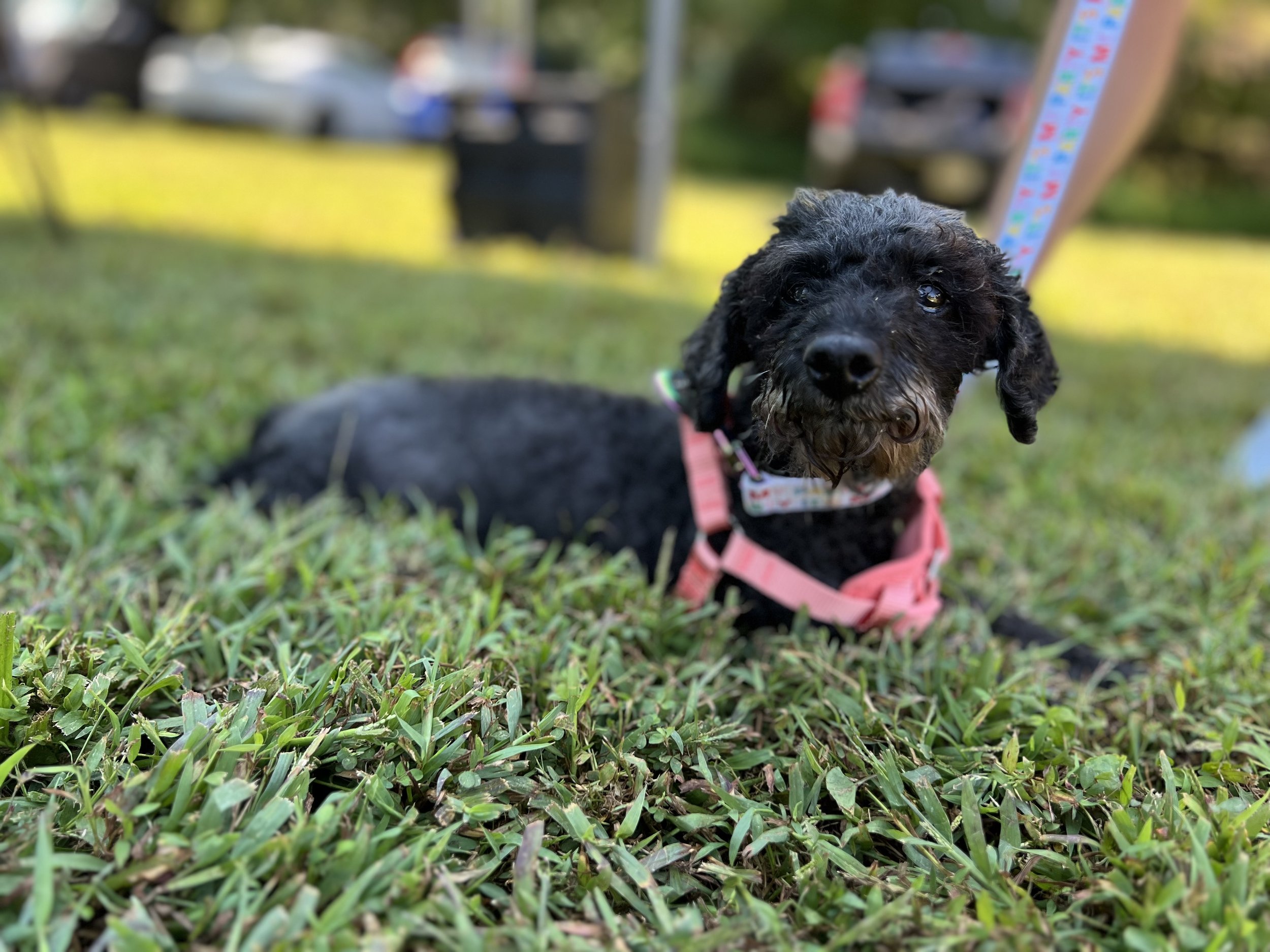 Person wearing a colorful helmet and pink jacket, holding a small black dog on a motorcycle or scooter with a gray cover, in a forested area.