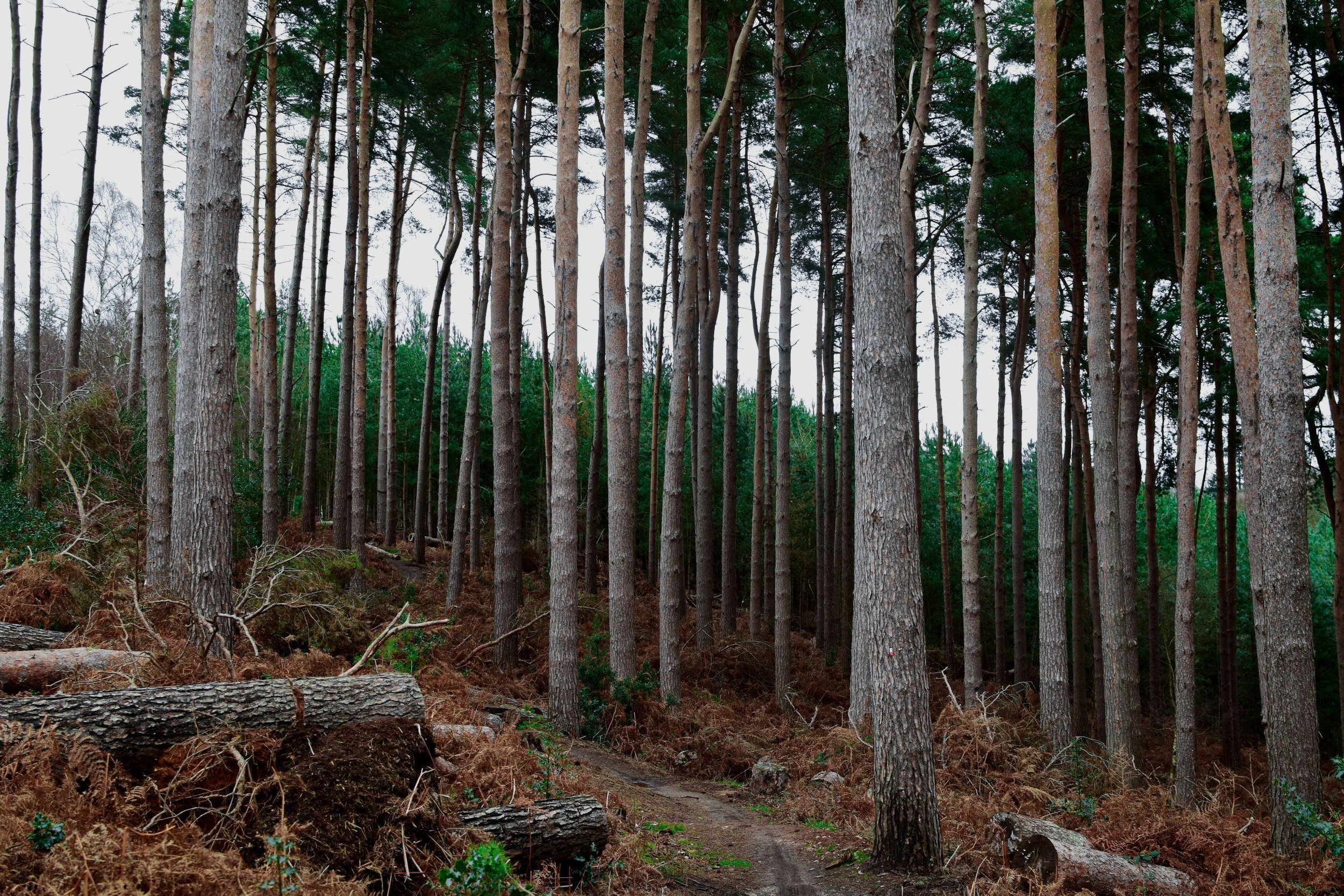 What is Being Done to Stop Deforestation? — Journal With Florence