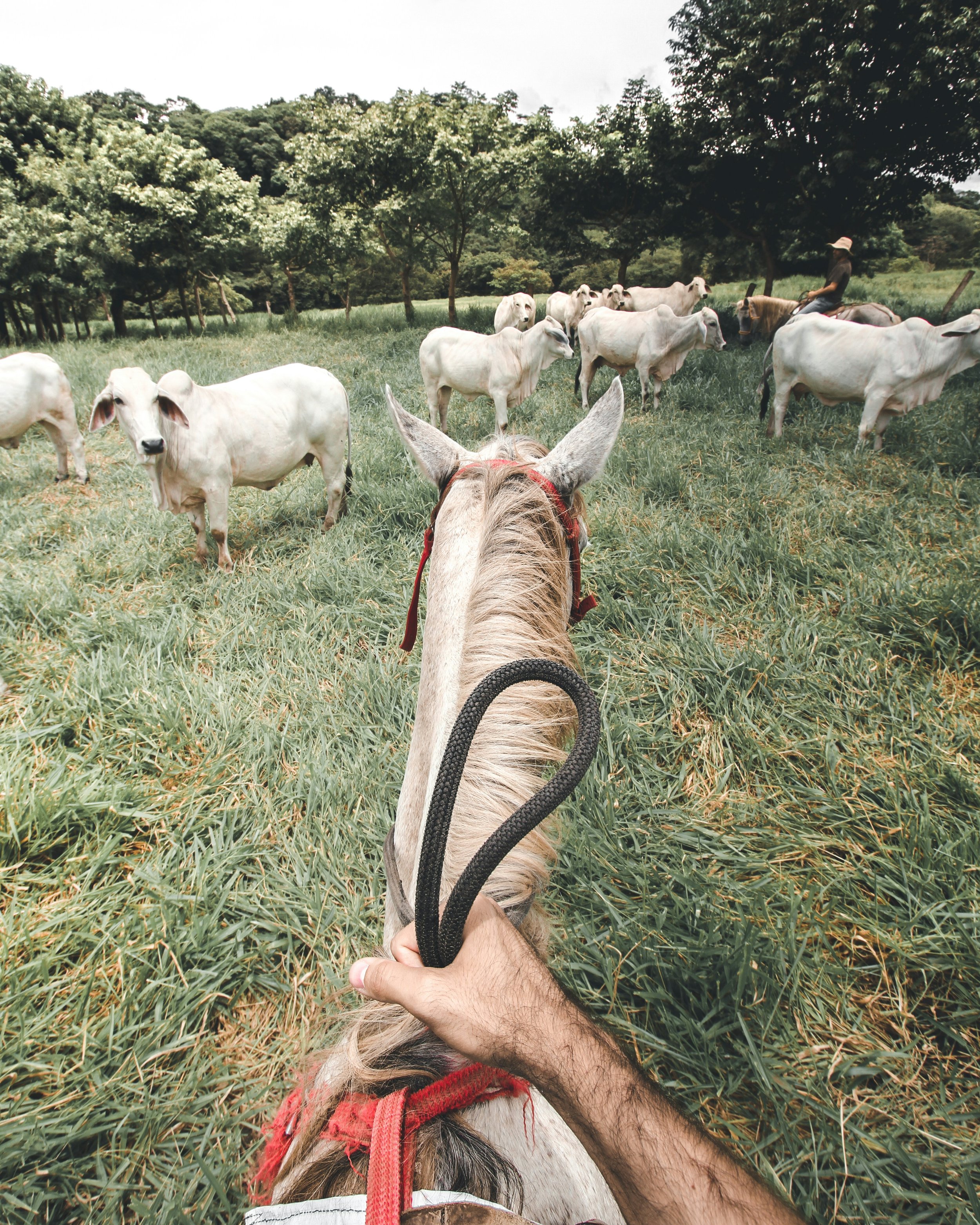 horse back riding costa rica