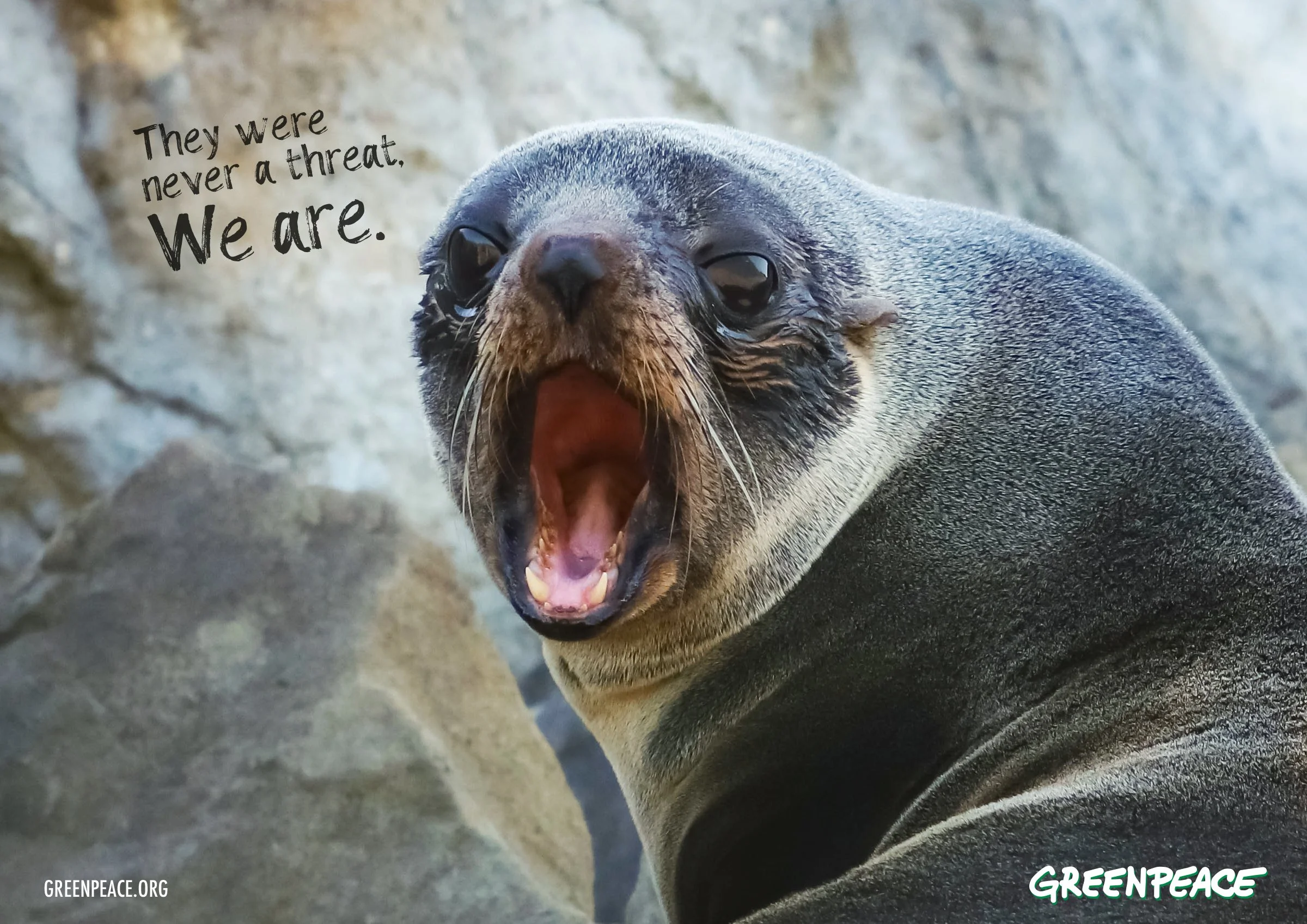 seal.jpg