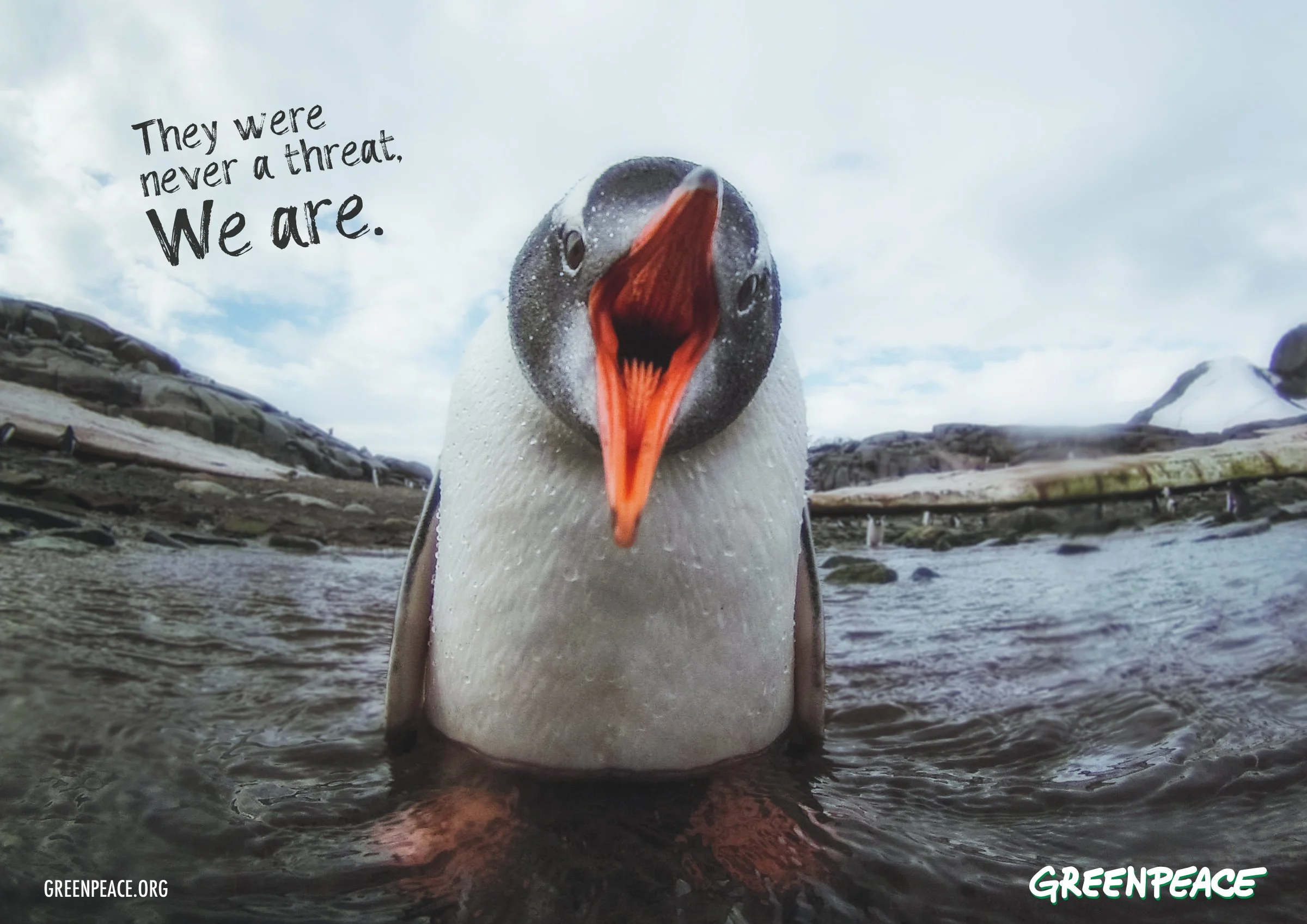 Penguin.jpg
