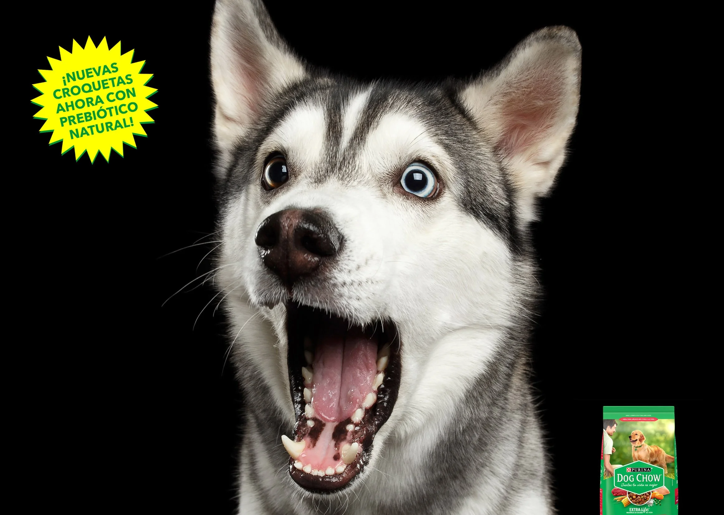 PURINA PREBIOTICOS.jpg