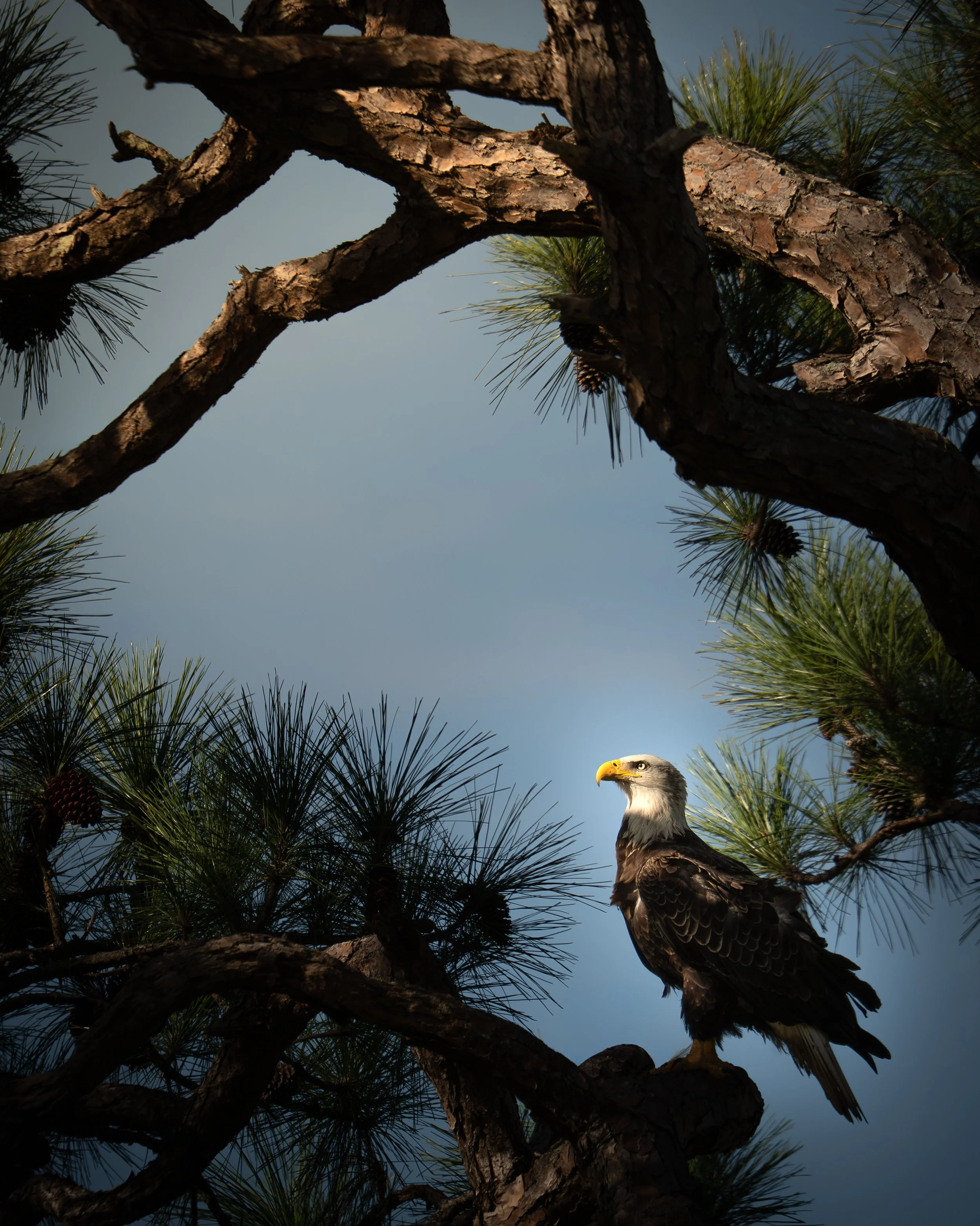 Tana Burd - “Facing the Dawn” - 22”x26” - Photography - Bald eagles exude courage and determination. I loved the way the rising sun illuminated the eagle's eyes and filtered through its feathers. - $250 