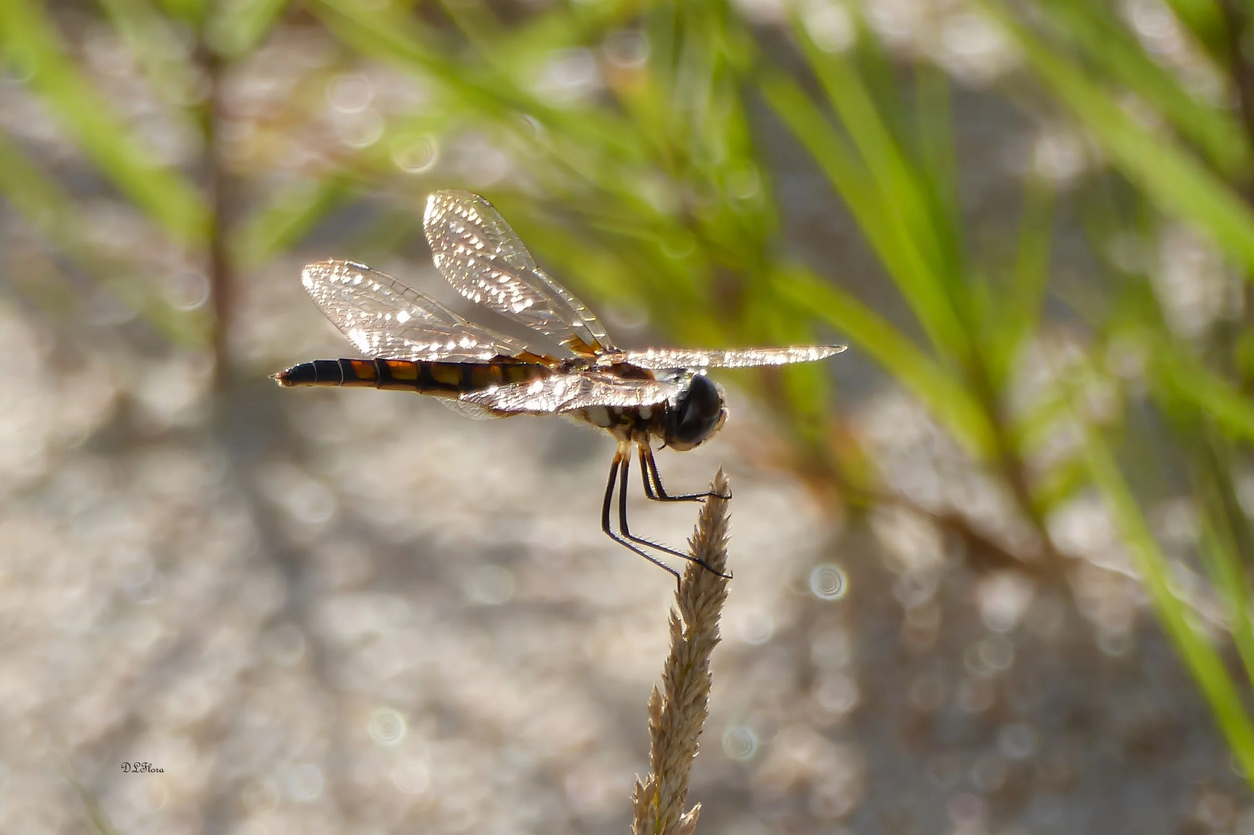 Donna Lovelace-Flora; Radiant Dragonfly; 21 x 15;  A dragonfly rests on some sea grass on the beach.; $195