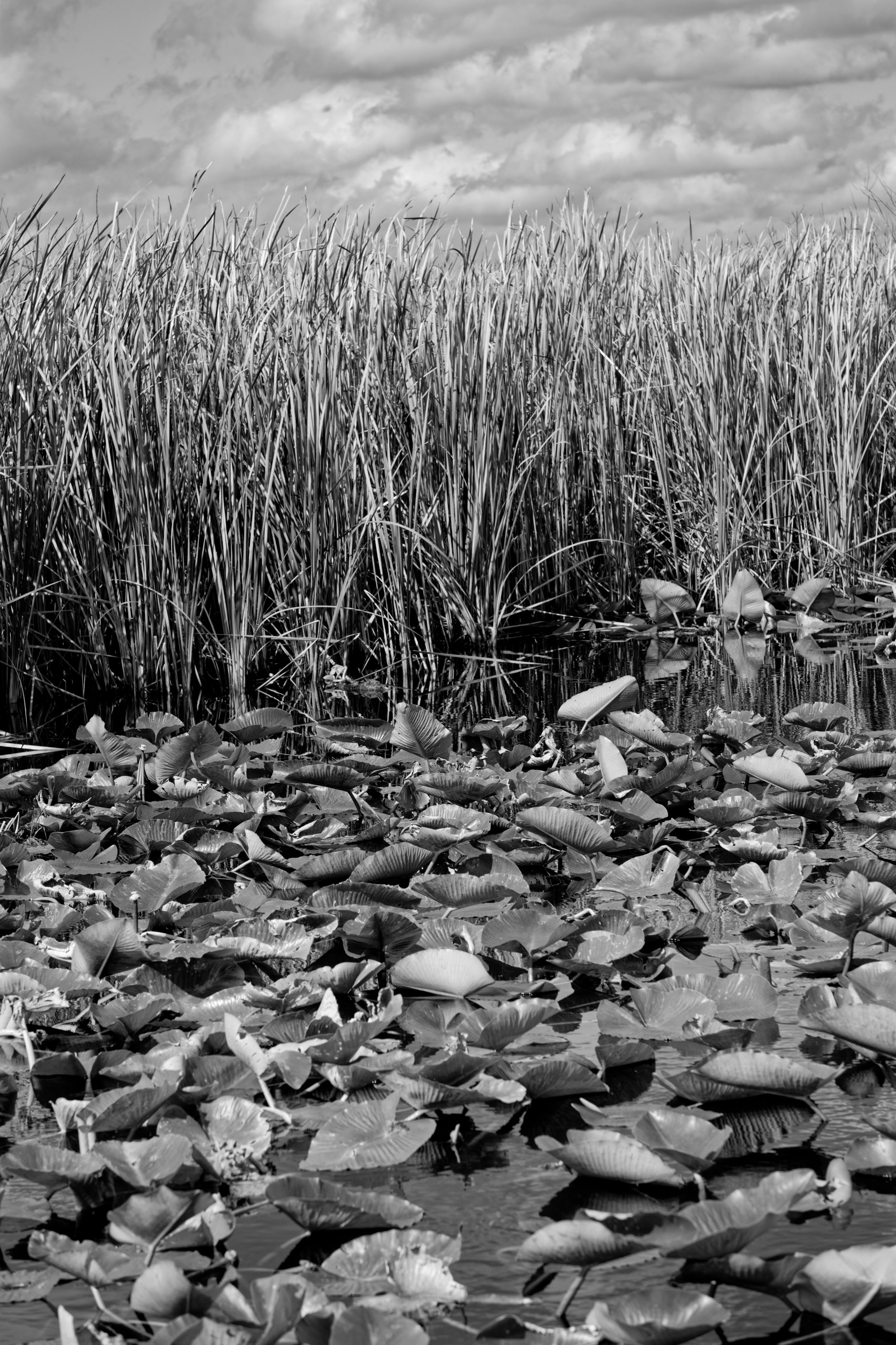 lilies and grass bw 3 mb.jpeg