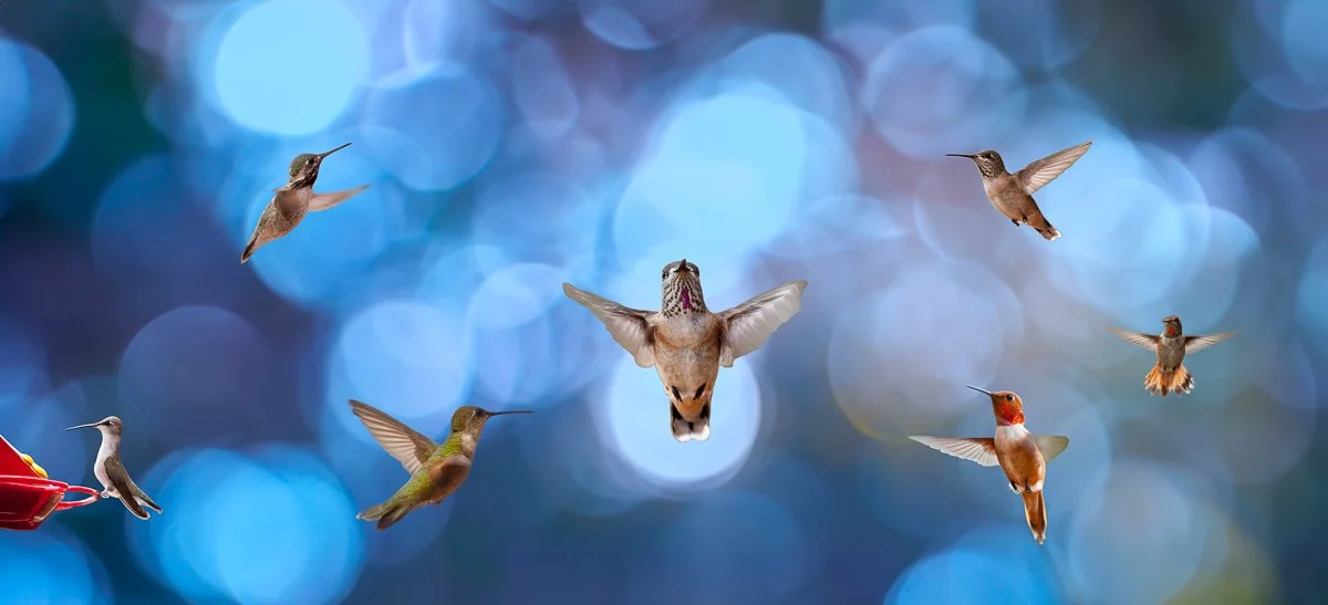 Robert Erlichman; Hello There!; Embellished Archival Pigment Print; Being buzzed by hummingbirds, you know they're high-energy wonders of the natural world. Here, they say hello in the way only they can. Archival print with metallic embellishments.; 