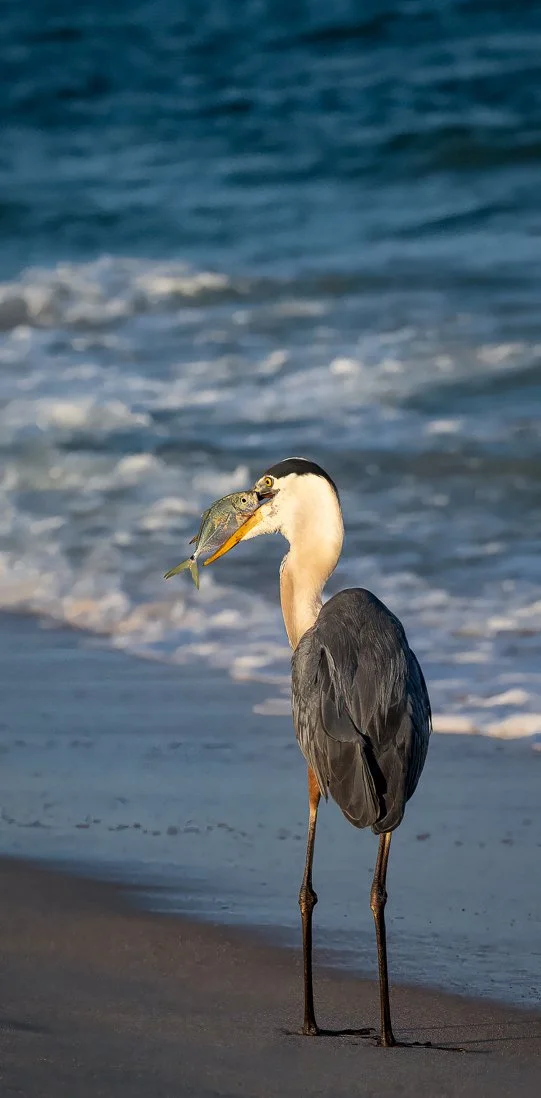 Robert Erlichman; With an Eye on Lunch; Embellished Archival Pigment Print; Finding a tasty snack, this Great Blue Heron tossed the fish & skillfully caught it midair. One moment, they were eye to eye. Then the fish went down whole. Embellished print
