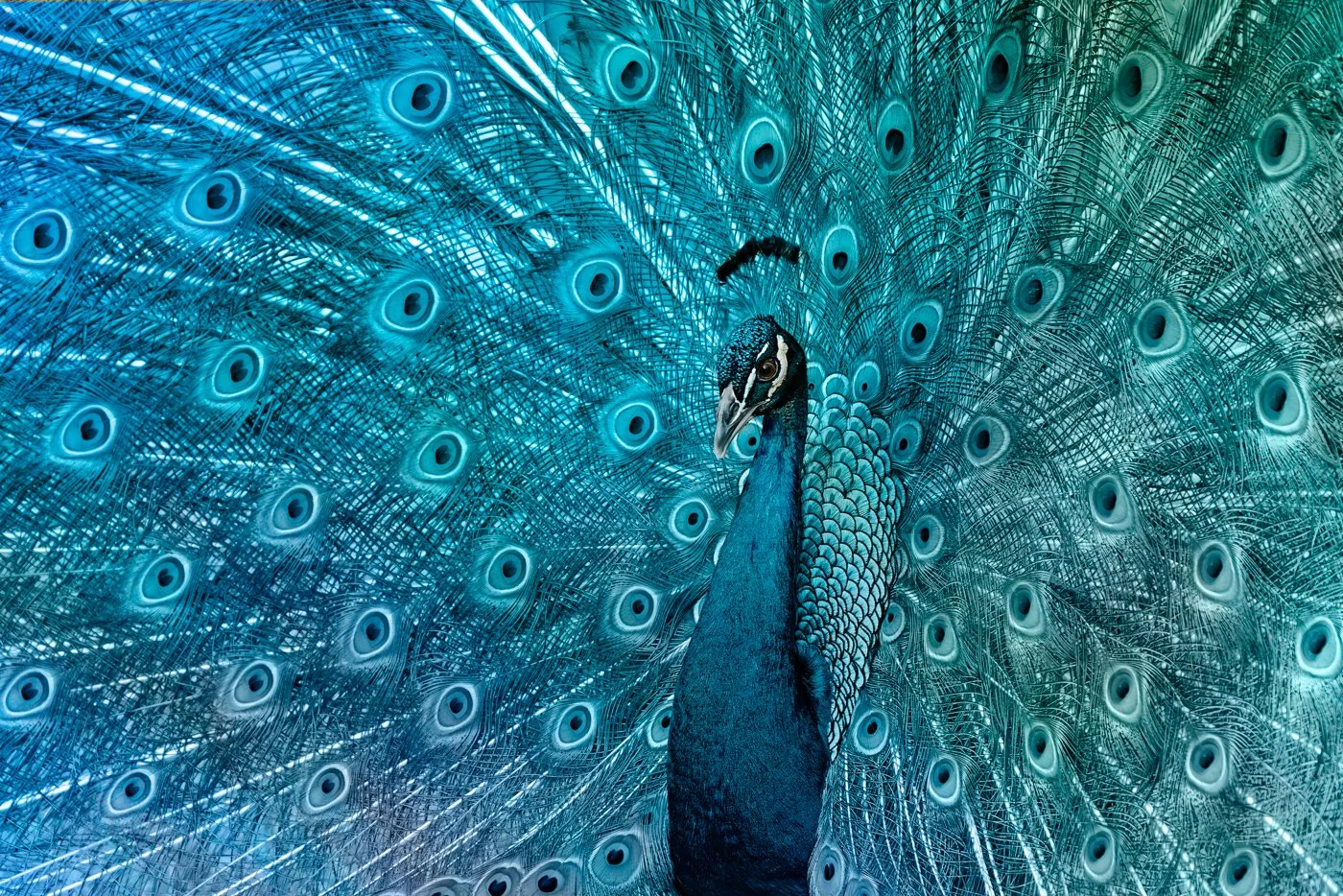 People's Choice; Jackie Kramer; Turquoise Majesty; Photography; Even though peacocks can be loud and possess quirky personalities, I have always loved painting and photographing them to  bring out their regal and colorful qualities.; $875