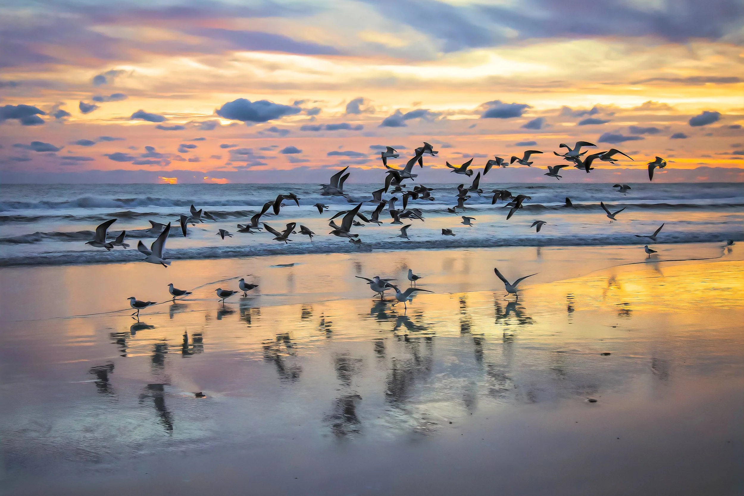 Lori Vetter; Morning Rush Hour; Photography/Acrylic; 20 x 30; A flock of earlybirds searches for breakfast, while the early bird photographer's sustenance is the beauty of nature.; $350