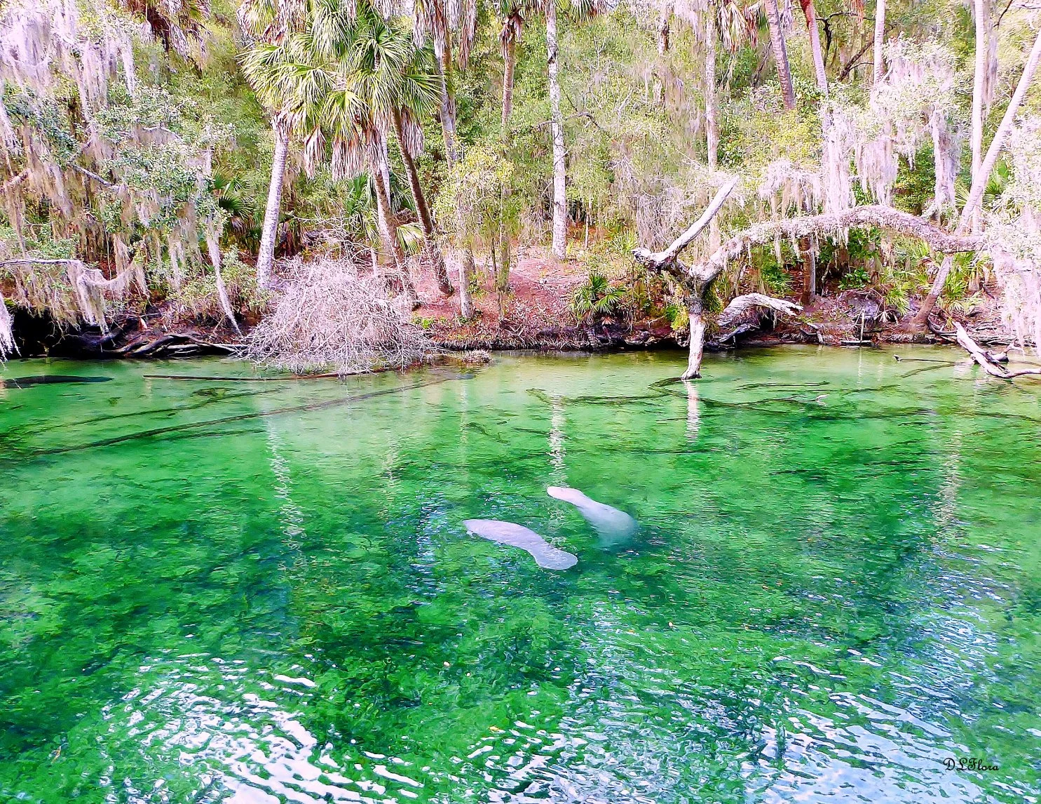 Donna Lovelace - Flora - “Renewed Hope” - 23” x 19” - Photography - Mom & calf at Blue Spring SP. Manatees symbolize strength, peace, gentleness, & serenity. In Native American lore,the gentle giants represent Mother Earth—the ultimate nurturer. - $1