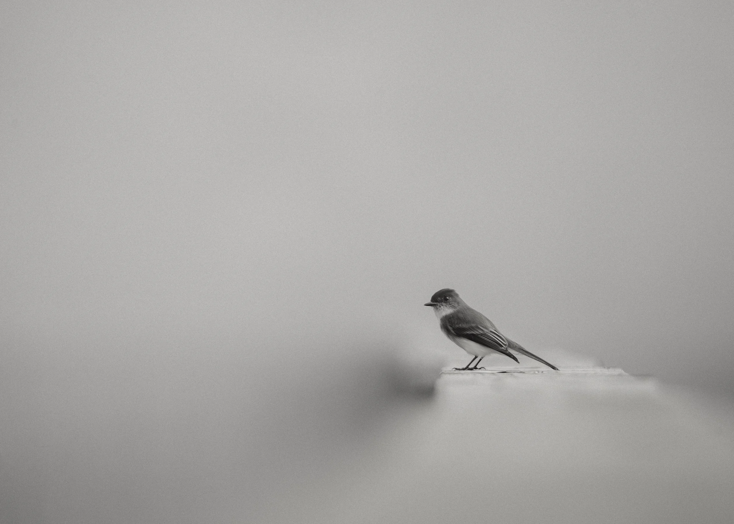 Tana Burd; Early Bird; Photography; An Eastern Phoebe in the misty morning light, Orlando Wetlands, Florida.; $275