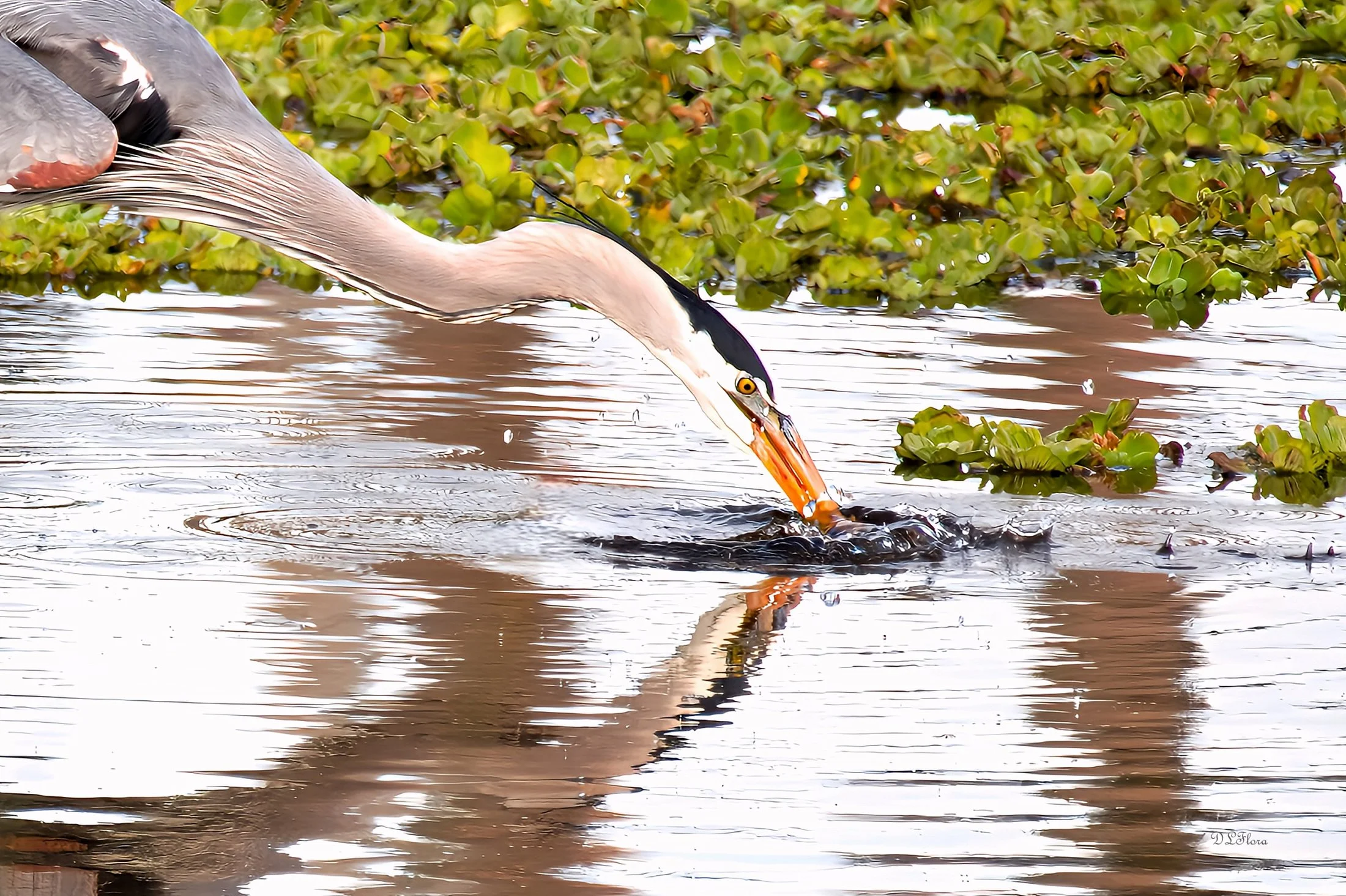Donna Lovelace - Flora - “Fighting for Survival” - 17.5” x 12.5” - Photography - A determined blue heron. In Native American & Asian cultures, blue heron symbolizes good luck, patience, self - reliance, self - reflection, self - determination, tranqu