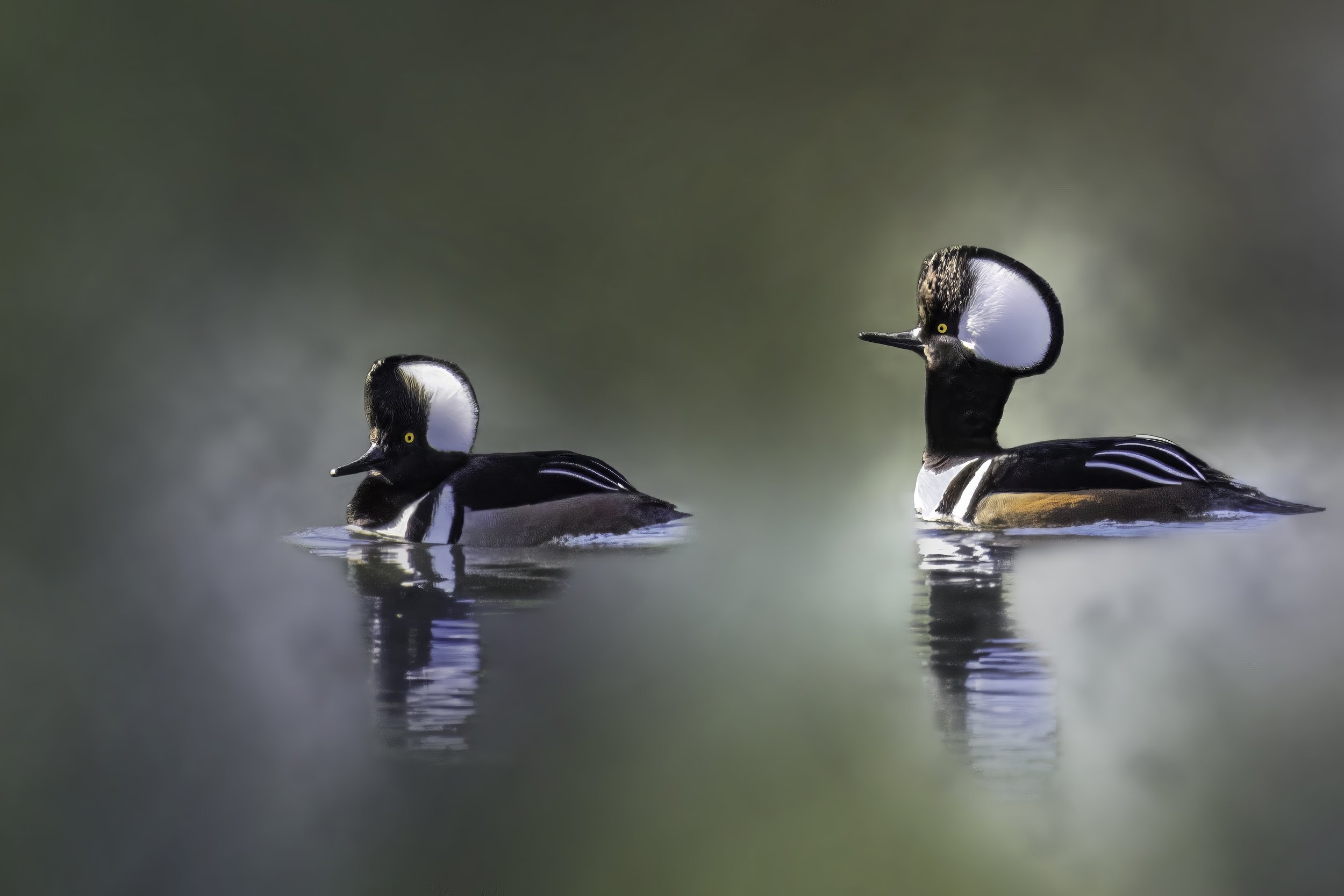 Robyn Cowlan; Misty Morning Serenity; Photographic Art on Canvas; 28"x20"; In the early morning mist these beautiful Hooded Mergansers, visitors to Florida in the winter, serenely floated silently across the pond, capturing their reflections in the w