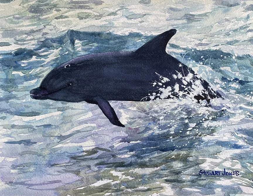 Dolphin Splash DS0525 8x10sm.jpg