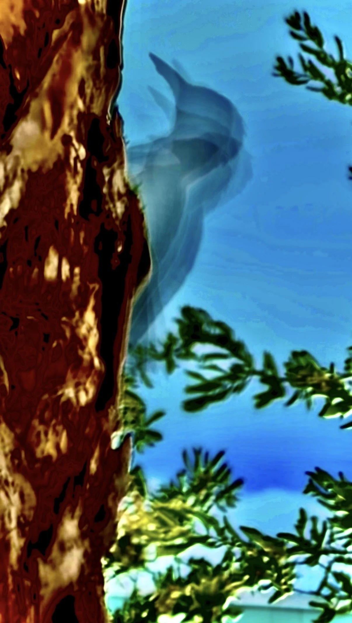 Todd Wax; Rhythm in the Palms; Photography on Glass; Caught mid-rhythm, a woodpecker becomes a translucent dancer of motion against a palm.  Florida light, brilliant blue sky and kinetic movement transform nature into abstraction.; $275