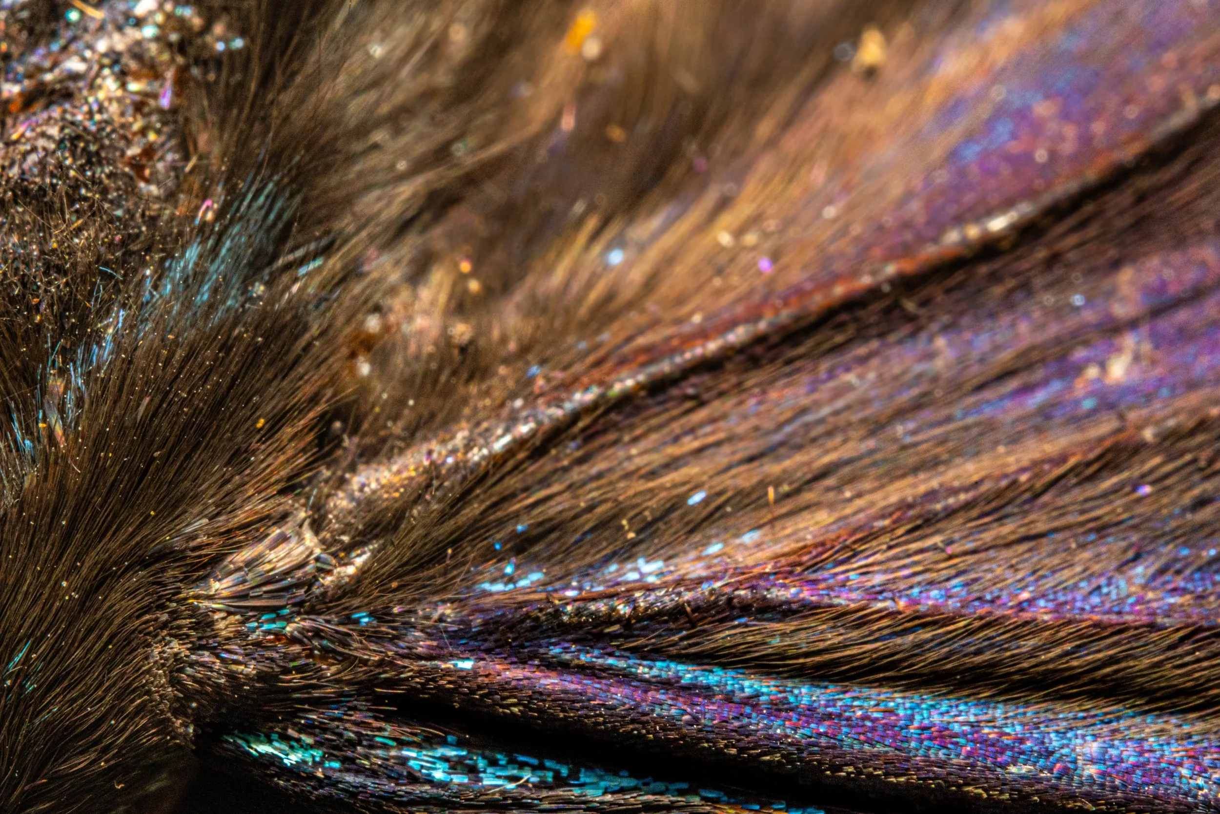 Moth Wing 5mb (1).jpg