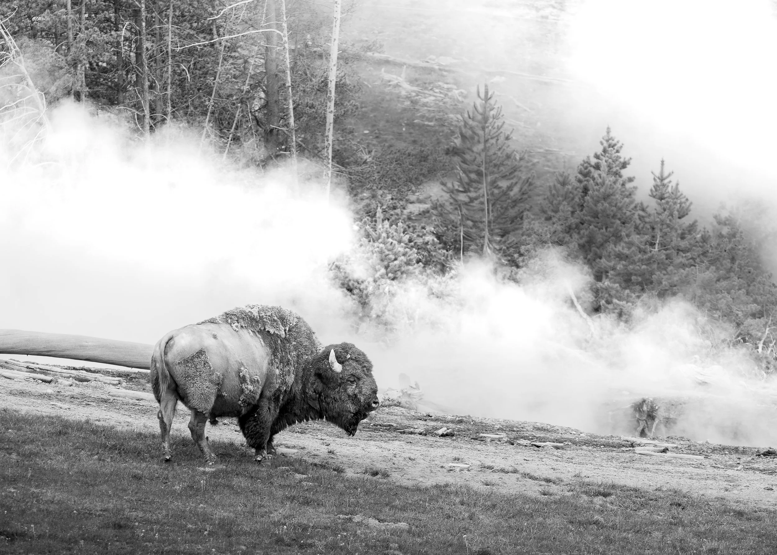 Tana Burd; The Sentinel; 18x24; Photography; The national mammal, the American Bison stands before a steaming fumarole in our country's first National Park, Yellowstone.; $250