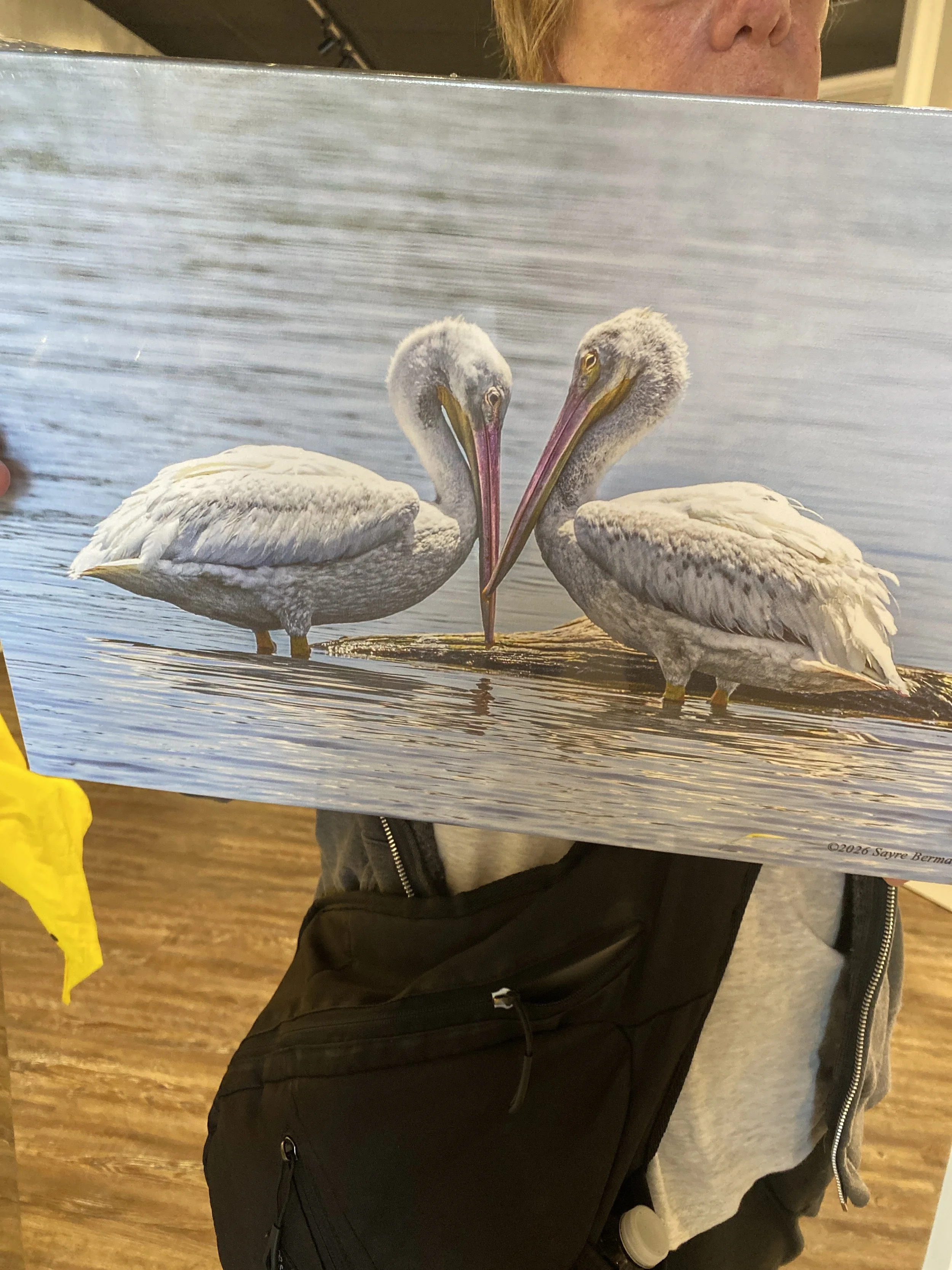 Sayre Berman; Love the One You’re With; Photography; So excited to have stumbled upon these two juvenile white pelicans, especially these two, as they fall in love; $295