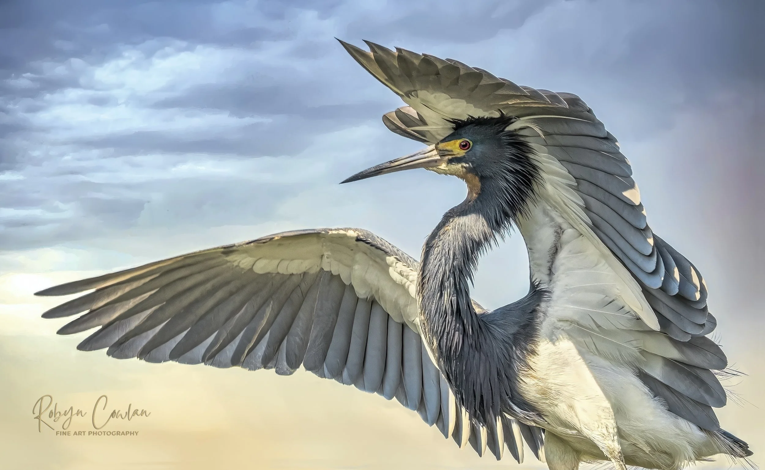 1st Place Winner; Robyn Cowlan; The Winged Canopy; Photographic Fine Art ; Tricolored Herons hunt using "canopy feeding." Canopy feeding entails shading the water with their wings so fish will seek refuge from the sun & swim into the shade they provi