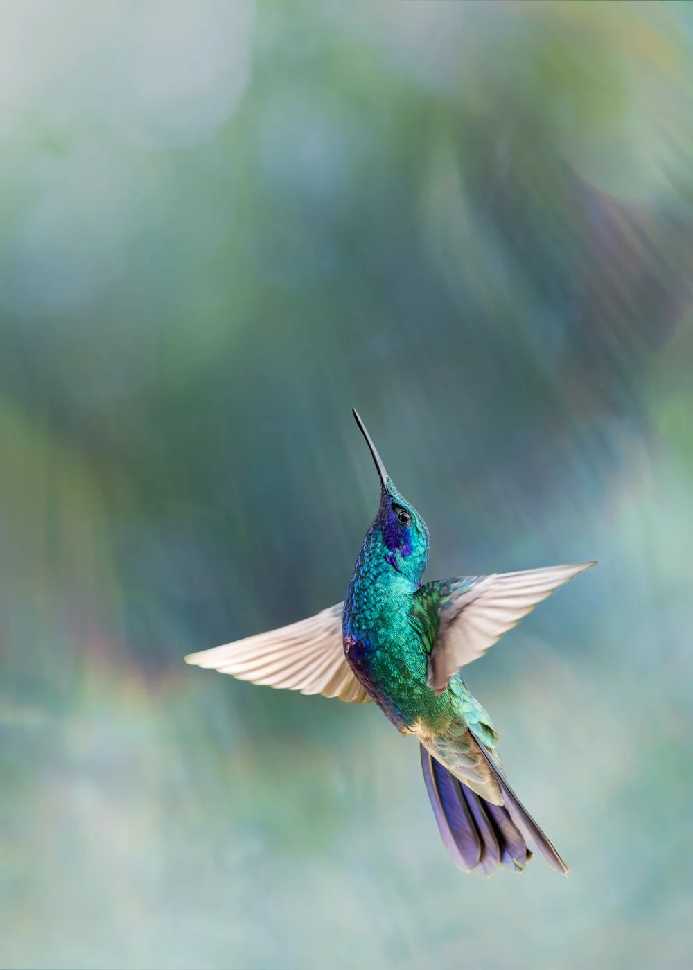 Jackie Kramer; Iridescent Ascent; Photography ; Incorporated images of a solar rainbow flare  with a photograph of the Sparkling Violtear Hummingbird in Colombia.; $495
