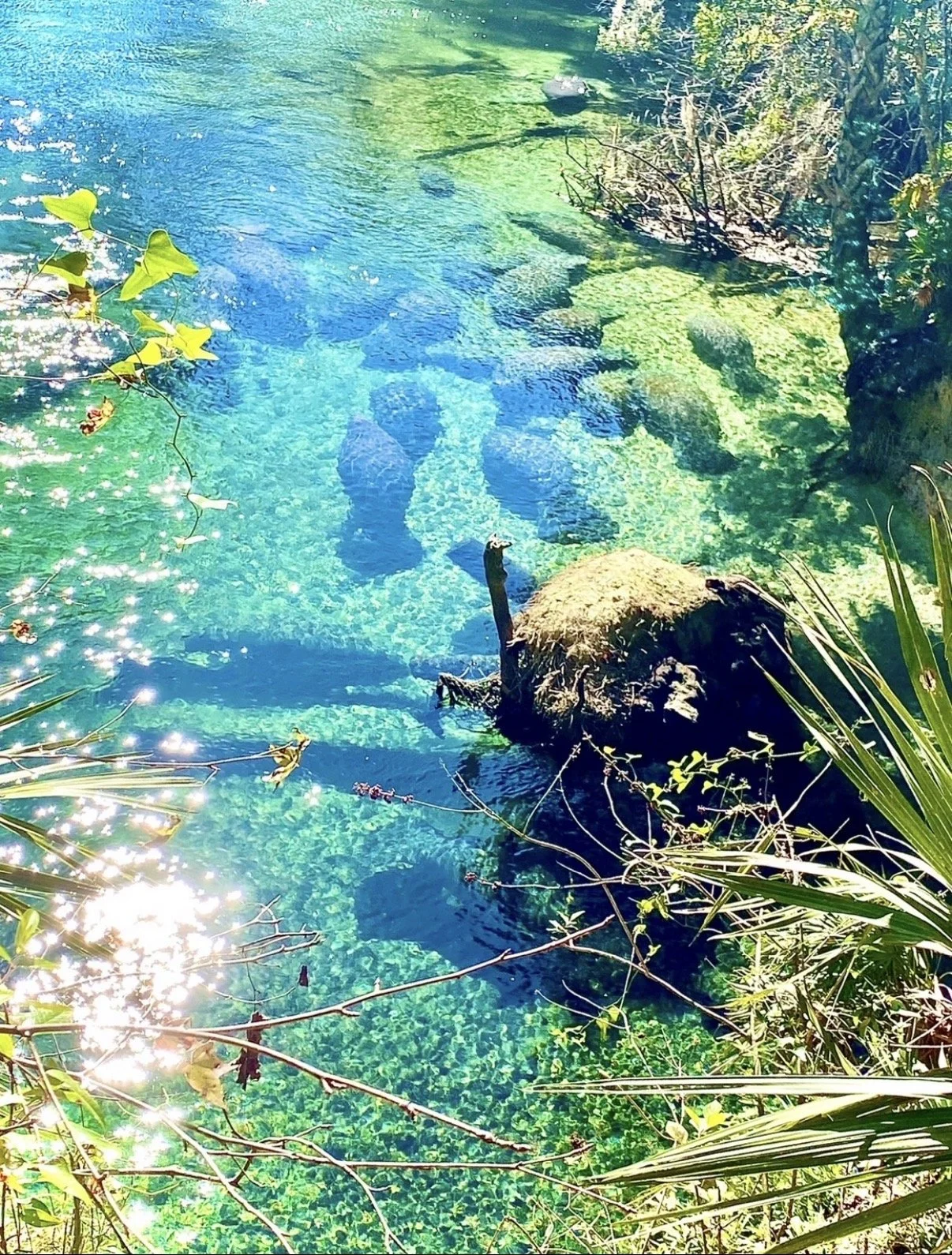 Todd Wax; Winter Sanctuary; Photography on Glass; Beneath Blue Spring’s crystalline waters, manatees gather for warmth as turquoise, emerald and dancing sunlight reveal a serene winter sanctuary.; $275