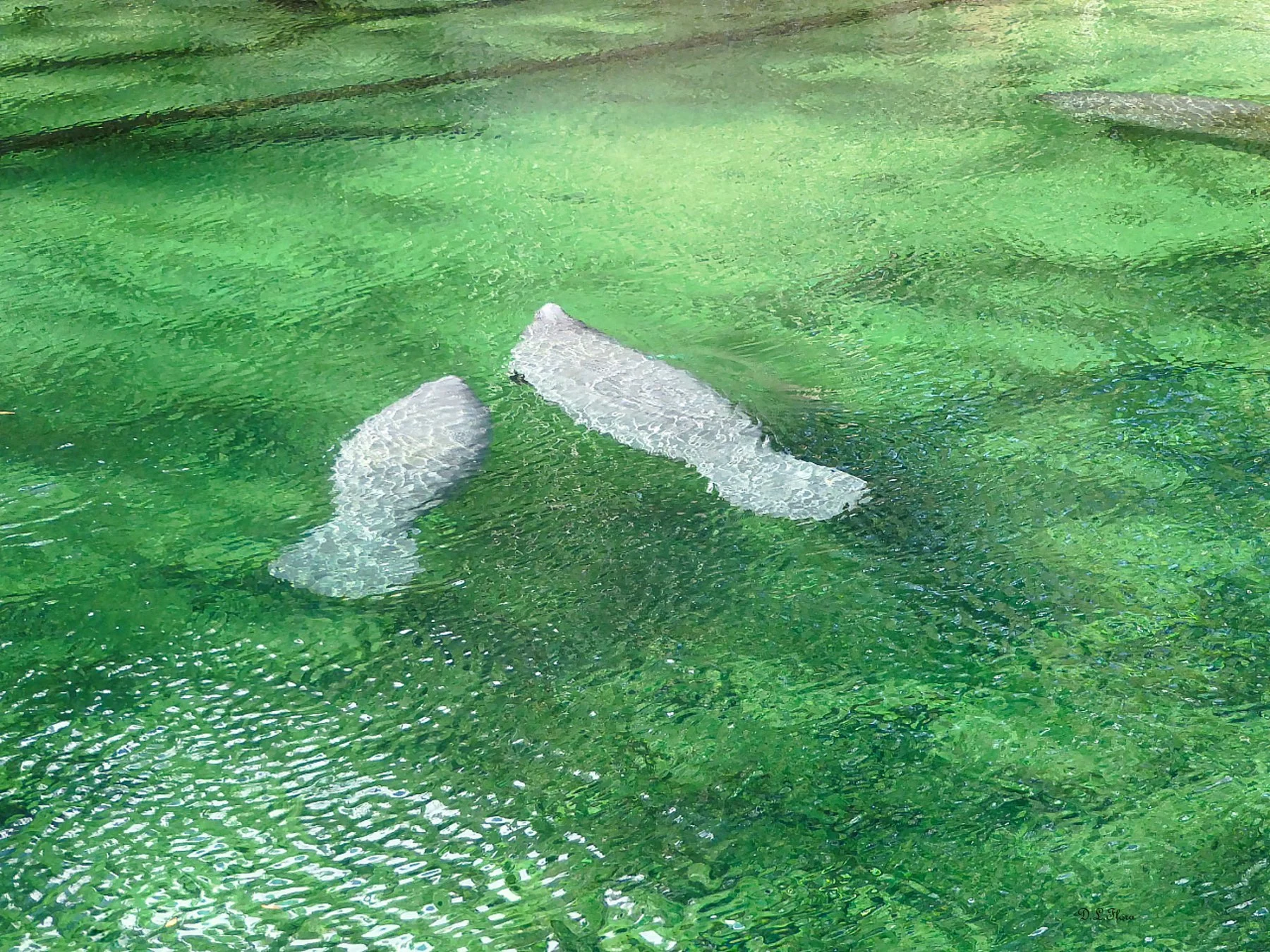 Donna Lovelace-Flora; Manatee Bliss; Photography; In the spring run away from the boats and pollution of the St. John’s River, this sea cow mom and calf seem to have the place to themselves at Blue Springs State Park.; $195