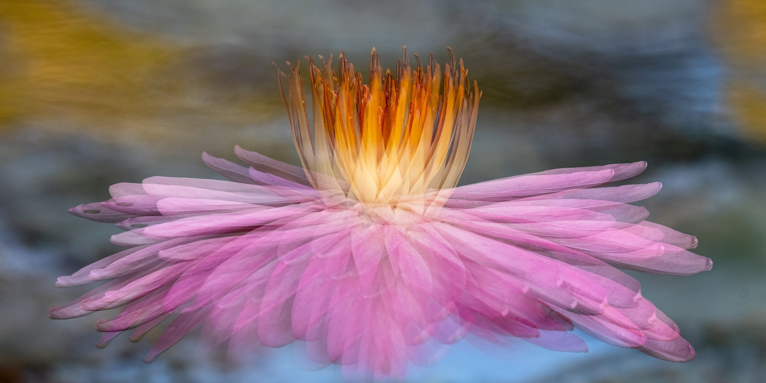 Dancing flower2.jpg