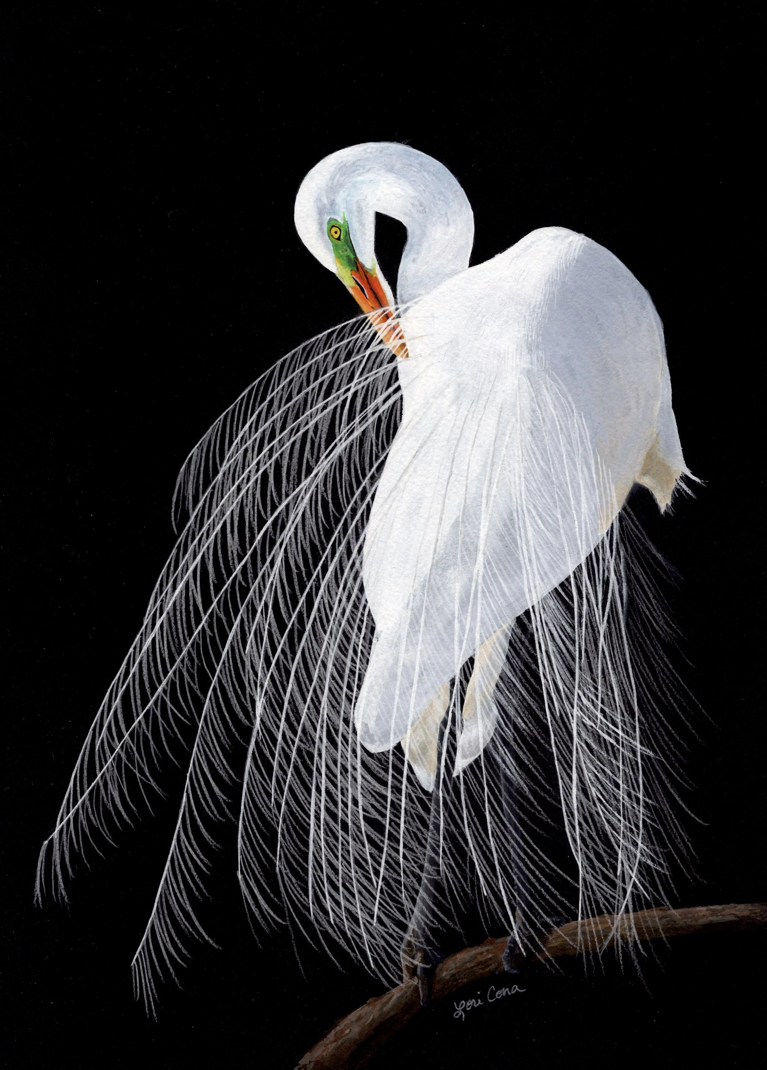 Lori Cona - “Great Egret 2” - 11” x 14” - Light and shadow combine to highlight the delicate breeding plumage of this egret. - $500  