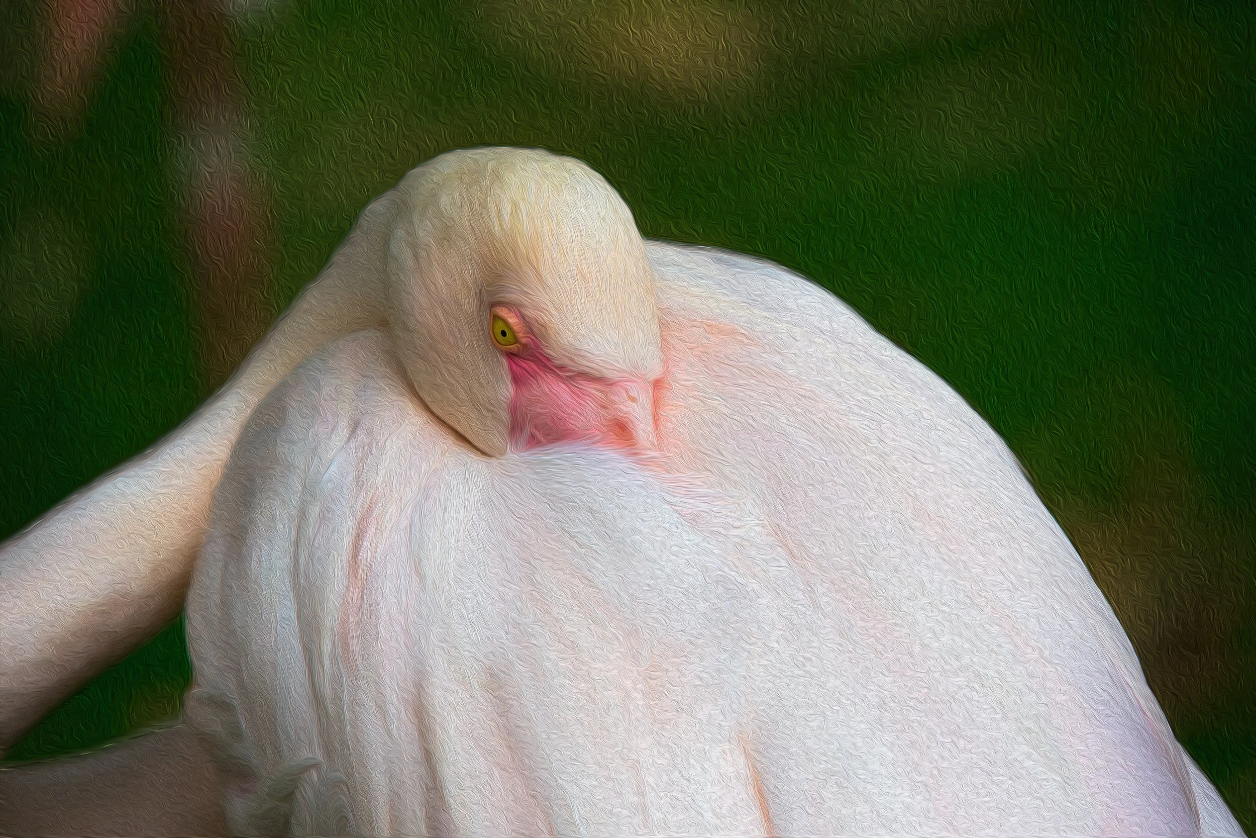 Flamingo at rest.jpeg